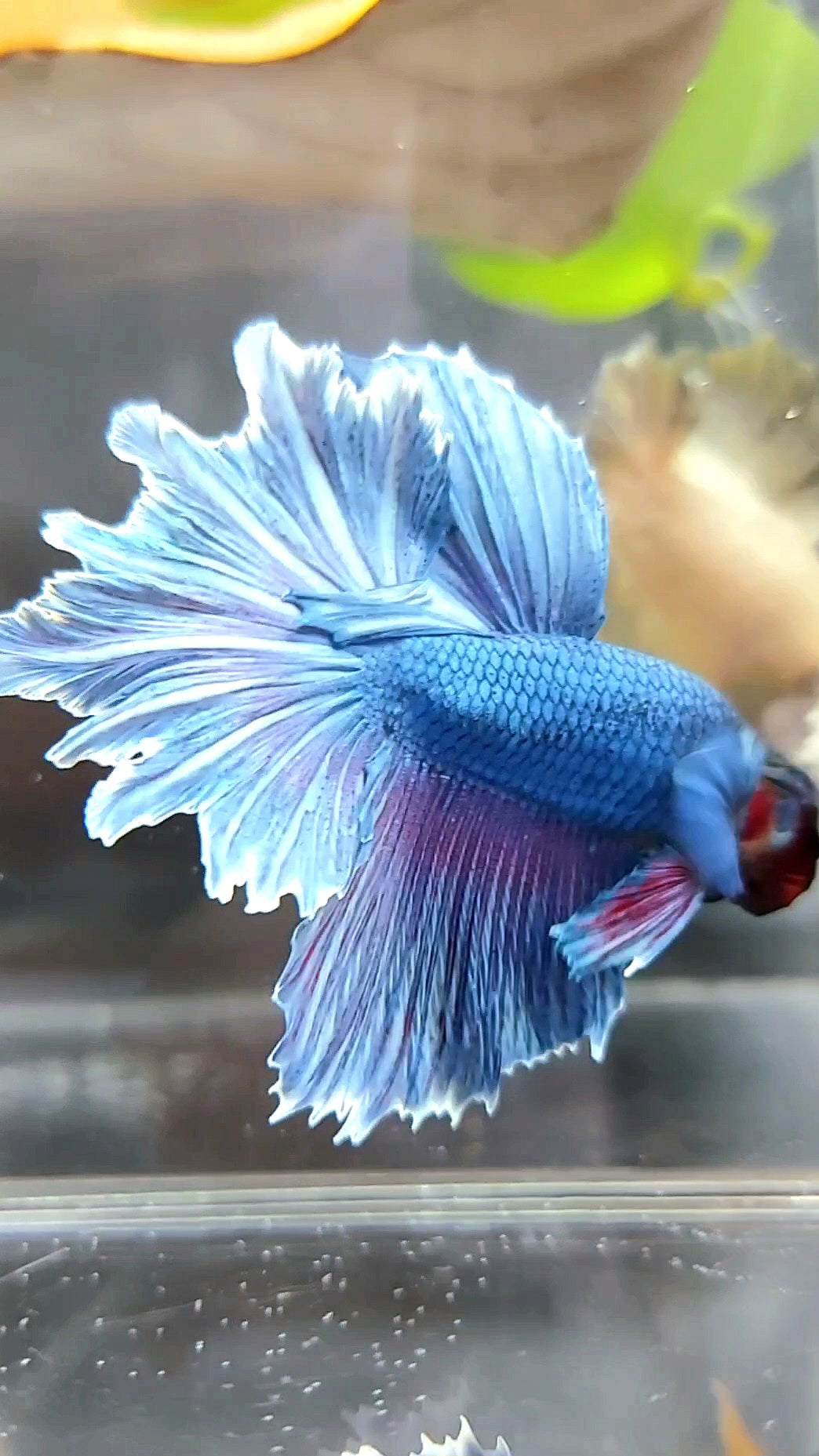 HALFMOON FEATHER TAIL BLUE BETTA FISH