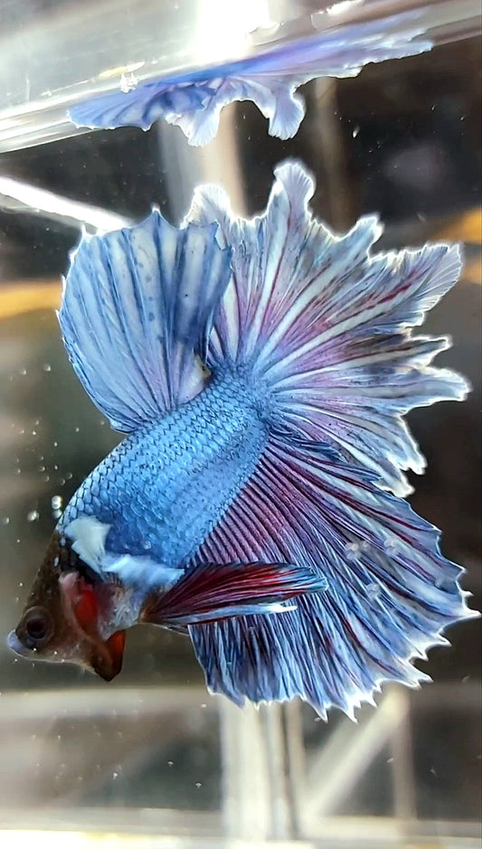 HALFMOON FEATHER TAIL BLUE BETTA FISH