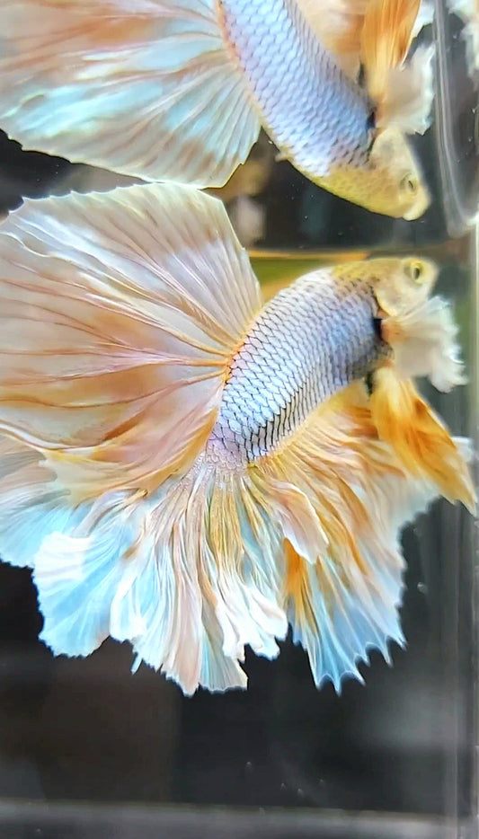 HALFMOON FEATHER TAIL BIG EAR YELLOW PINEAPPLE MAGENTA BETTA FISH