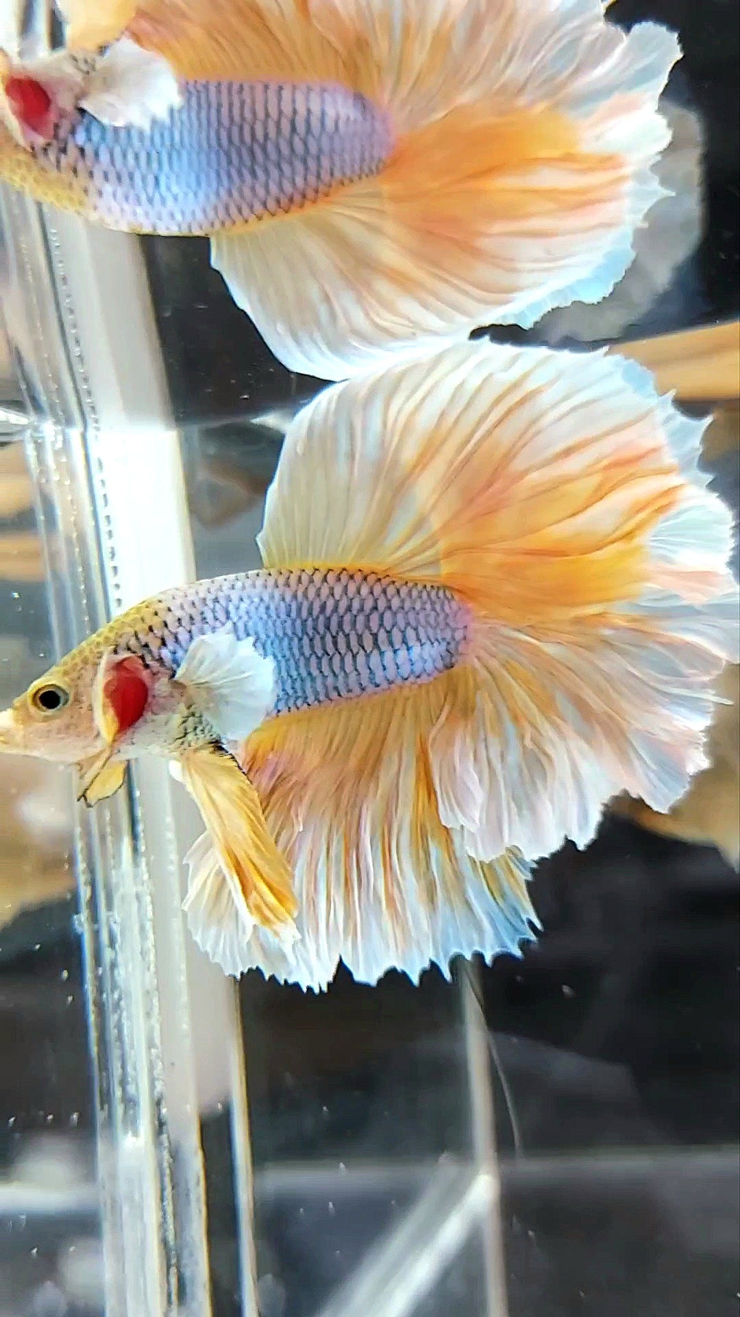 HALFMOON FEATHER TAIL BIG EAR YELLOW PINEAPPLE MAGENTA BETTA FISH