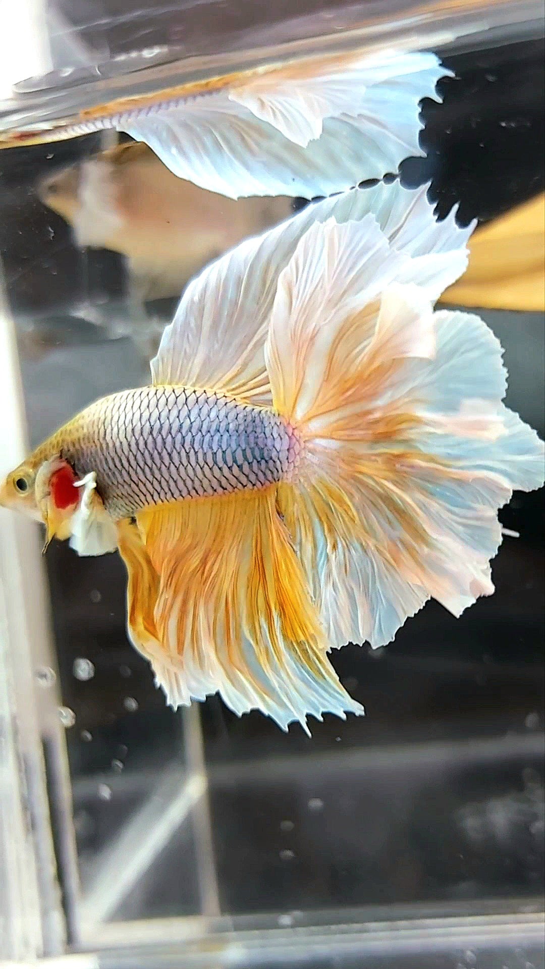 HALFMOON FEATHER TAIL BIG EAR YELLOW PINEAPPLE MAGENTA BETTA FISH