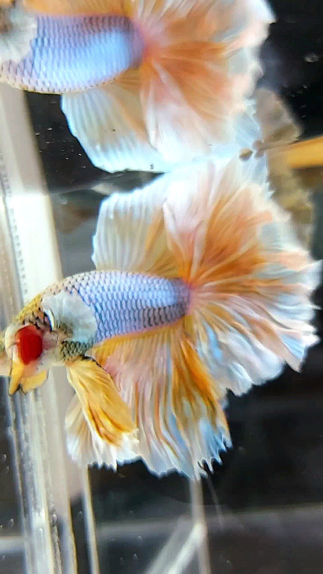 HALFMOON FEATHER TAIL BIG EAR YELLOW PINEAPPLE MAGENTA BETTA FISH