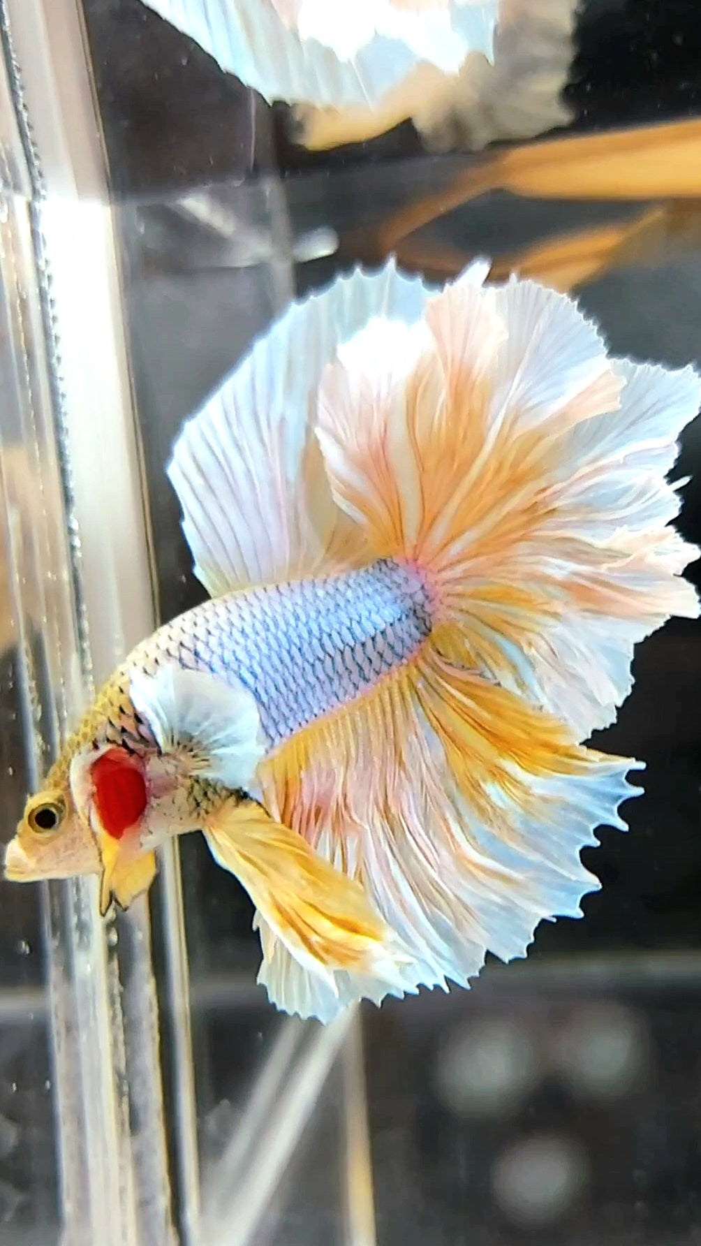 HALFMOON FEATHER TAIL BIG EAR YELLOW PINEAPPLE MAGENTA BETTA FISH