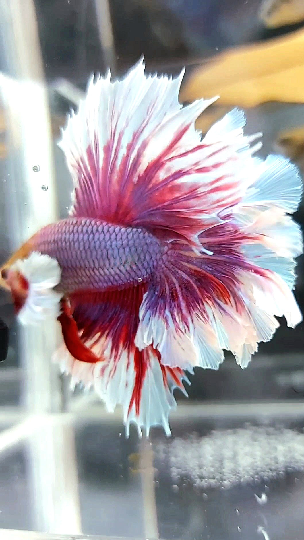 HALFMOON FEATHER TAIL DUMBO EAR PURPLE MAGENTA BETTA FISH