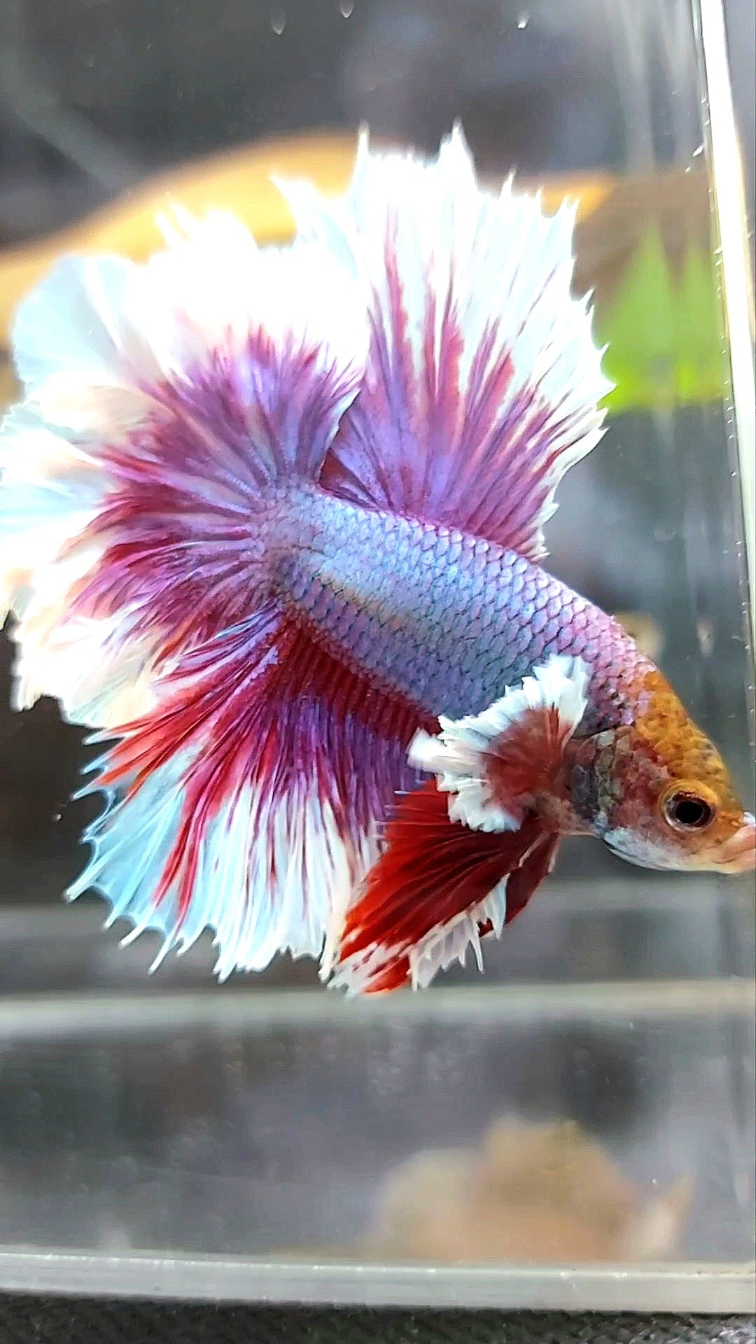 HALBMONDFEDERSCHWANZ DUMBO-OHR LILA MAGENTA BETTA-FISCH