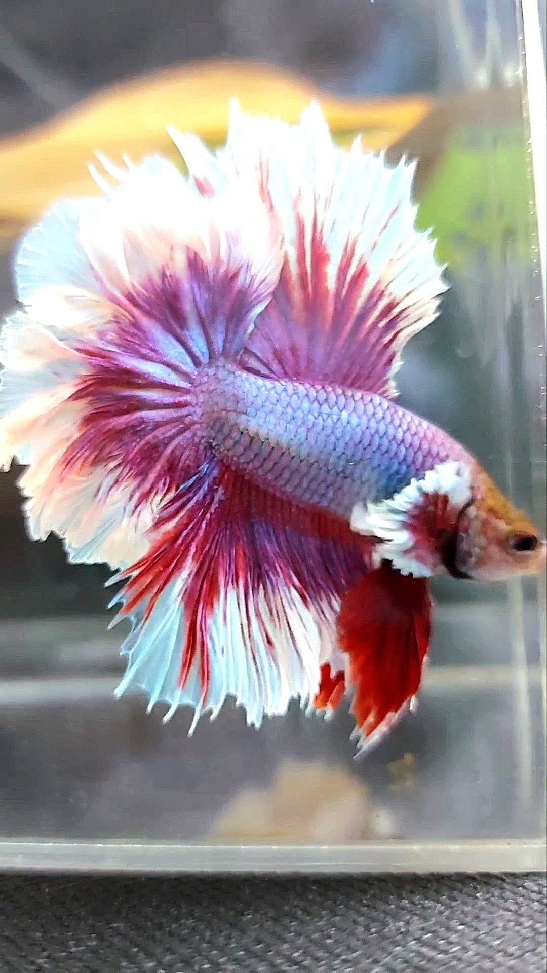 HALBMONDFEDERSCHWANZ DUMBO-OHR LILA MAGENTA BETTA-FISCH