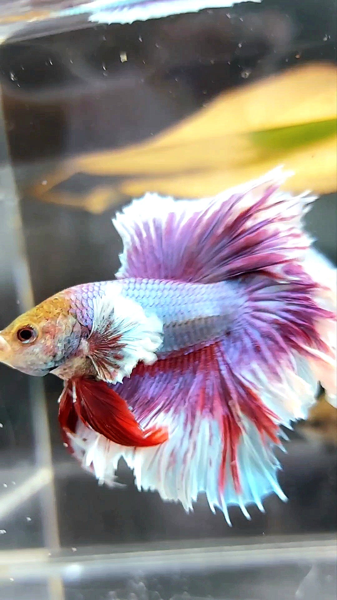 HALFMOON FEATHER TAIL DUMBO EAR PURPLE MAGENTA BETTA FISH