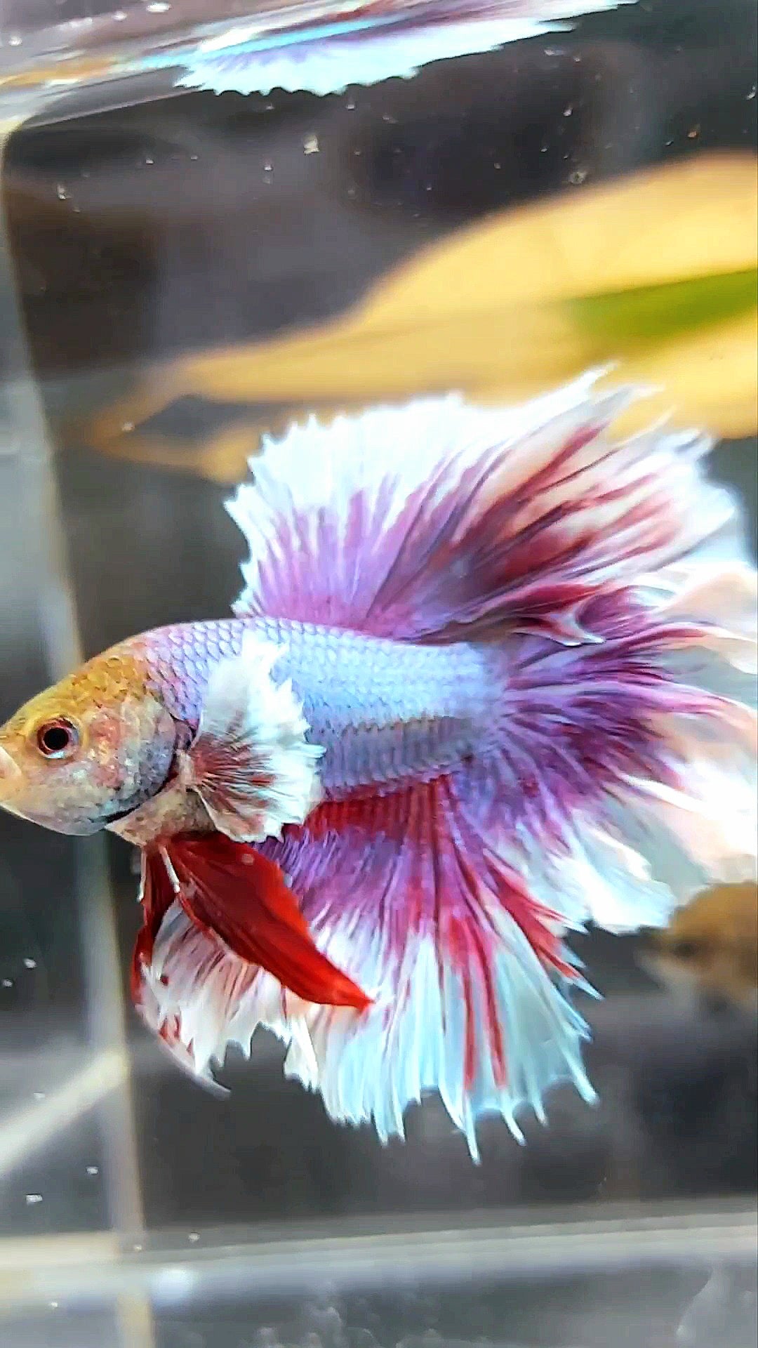 HALFMOON FEATHER TAIL DUMBO EAR PURPLE MAGENTA BETTA FISH