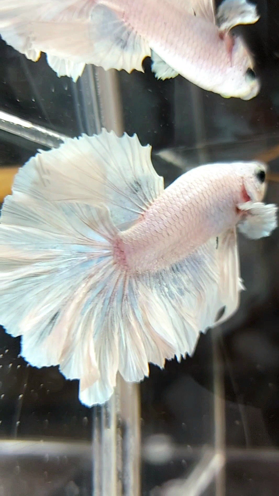 HALFMOON FEATHER TAIL BIG EAR WHITE OPAQUE PINEAPPLE BETTA FISH