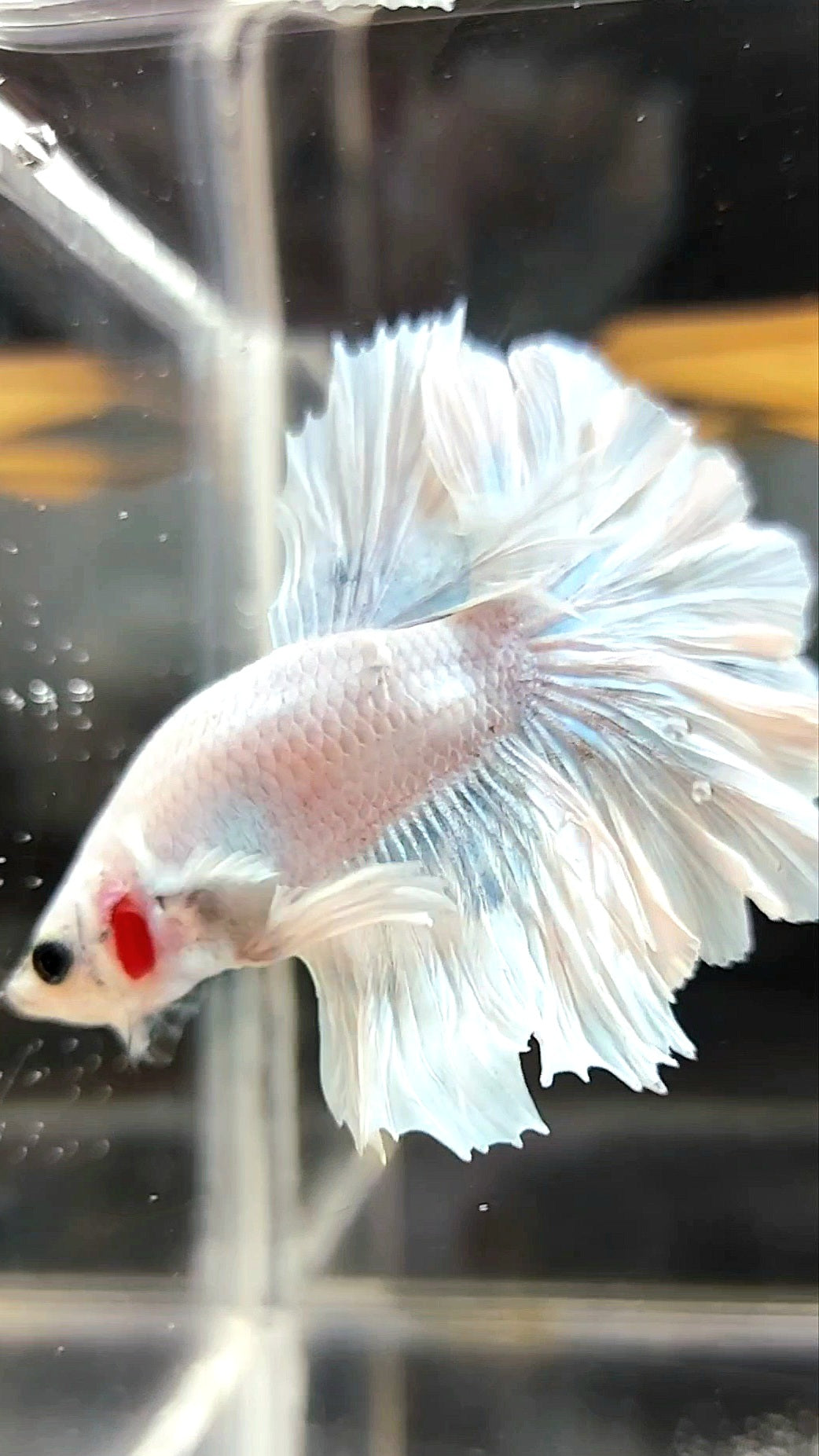 HALFMOON FEATHER TAIL BIG EAR WHITE OPAQUE PINEAPPLE BETTA FISH