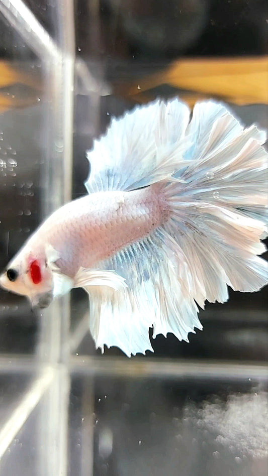 HALFMOON FEATHER TAIL BIG EAR WHITE OPAQUE PINEAPPLE BETTA FISH