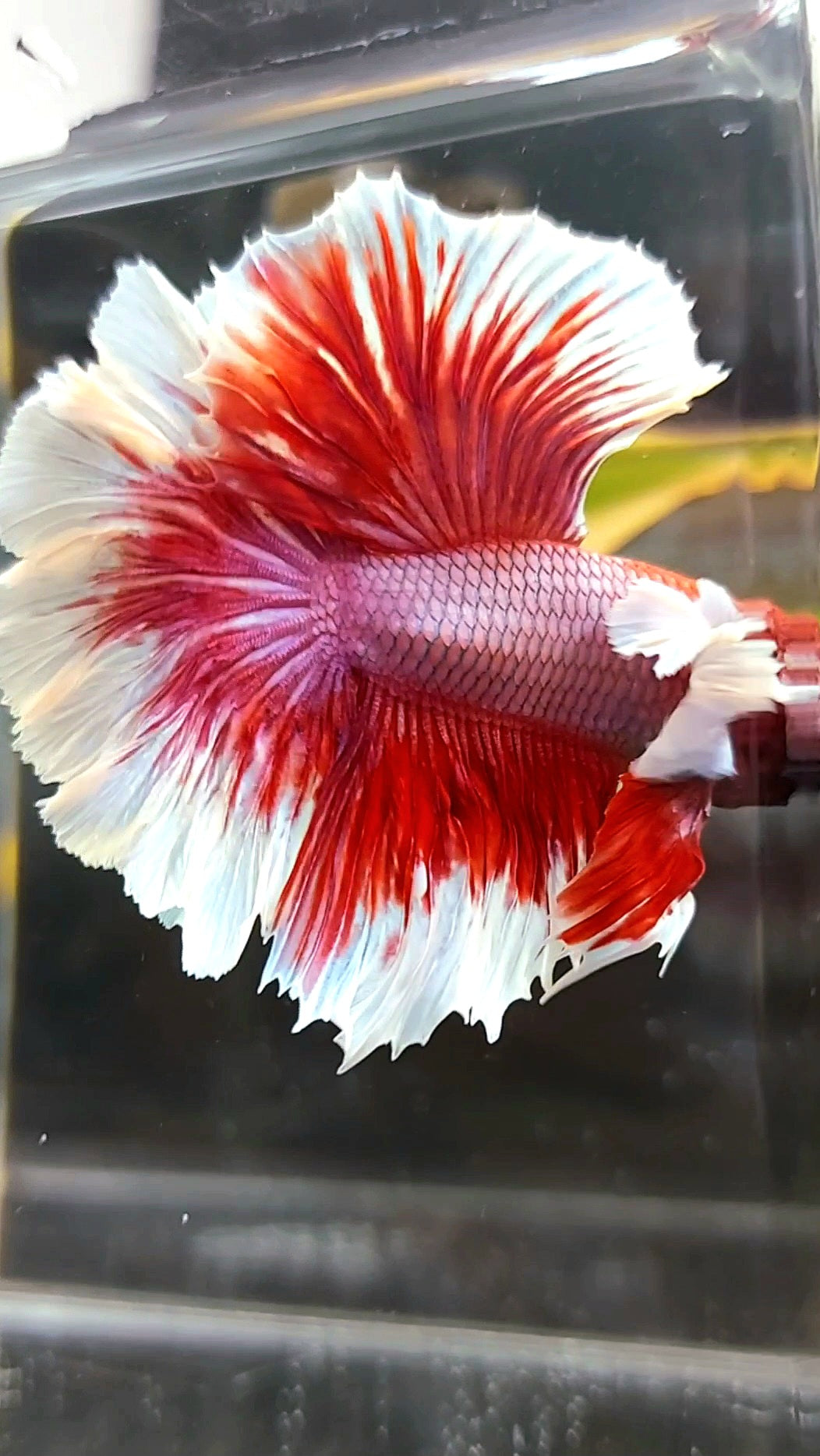 HALFMOON FEATHER TAIL DUMBO EAR RED MAGENTA BETTA FISH – Rare