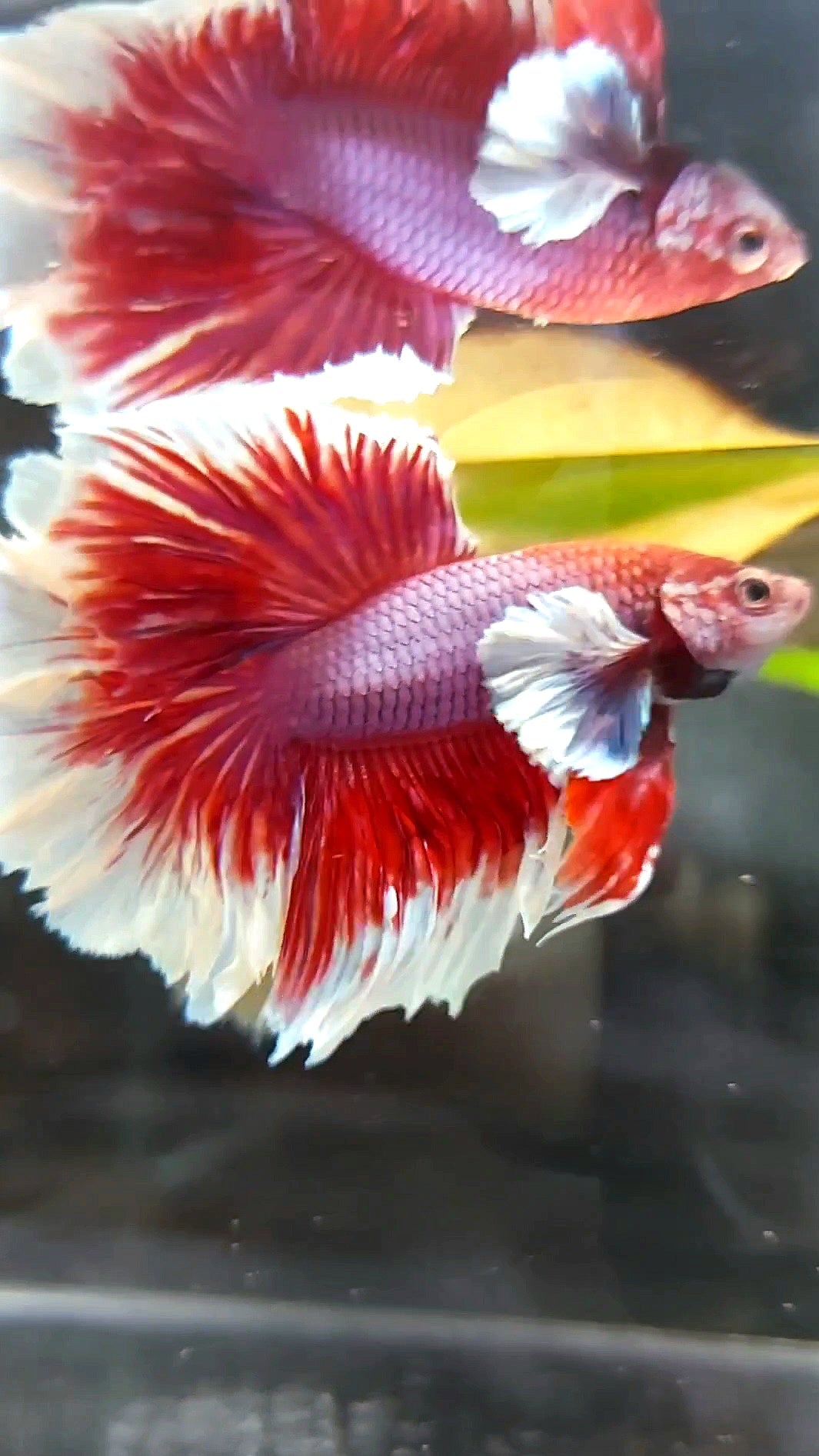 HALFMOON FEATHER TAIL DUMBO EAR RED MAGENTA BETTA FISH