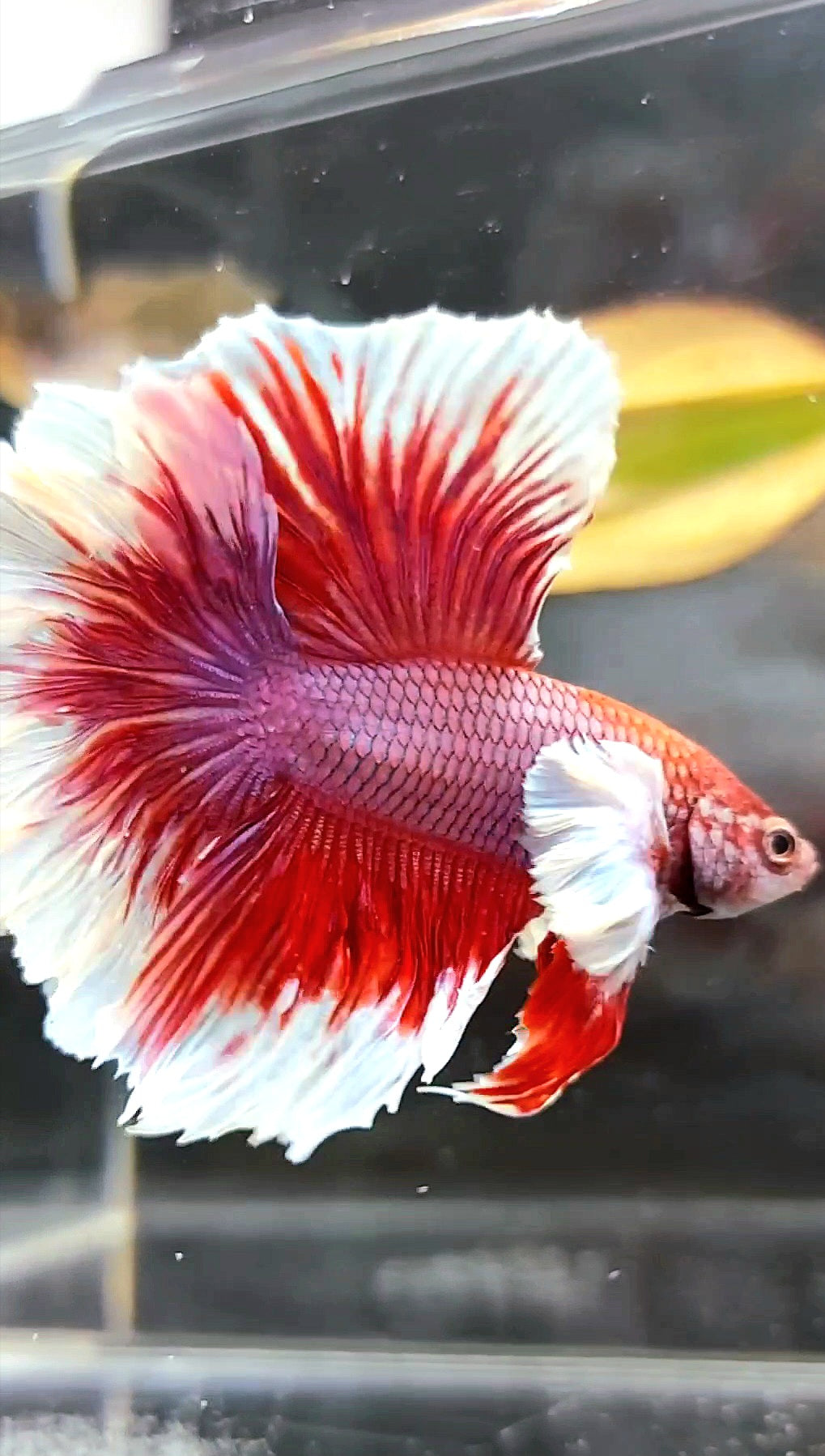 HALFMOON FEATHER TAIL DUMBO EAR RED MAGENTA BETTA FISH