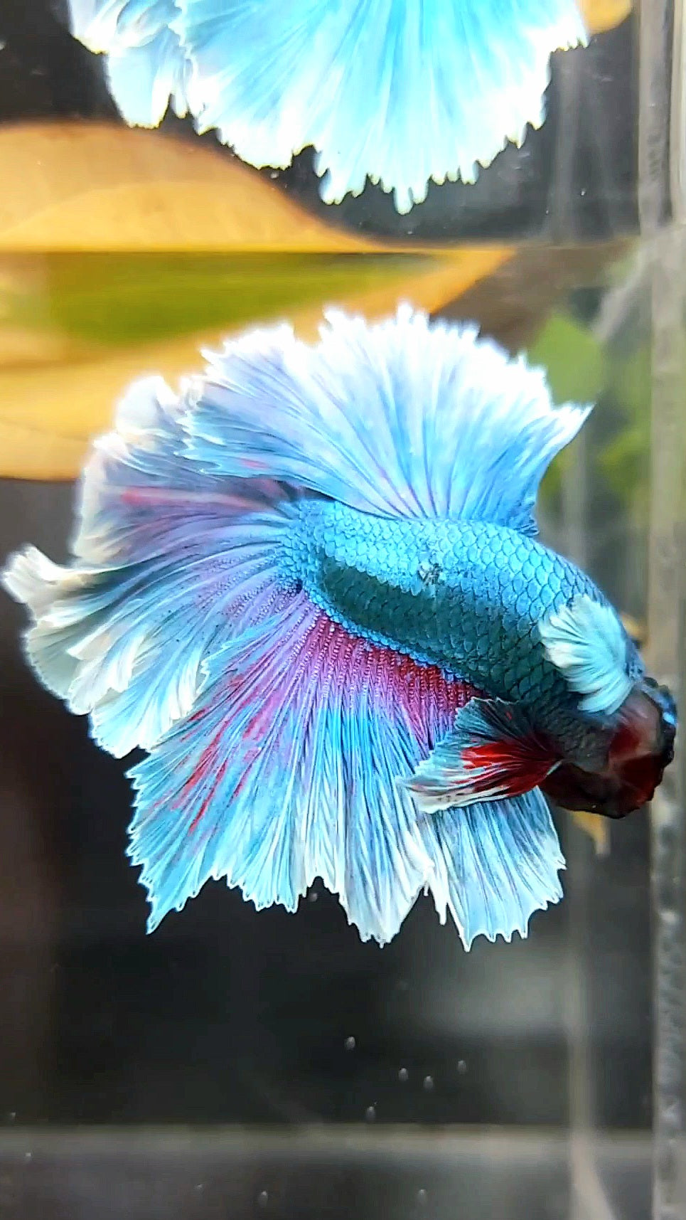 HALFMOON FEATHER TAIL DUMBO (FEATHER EAR) BLUE GREEN BETTA FISH