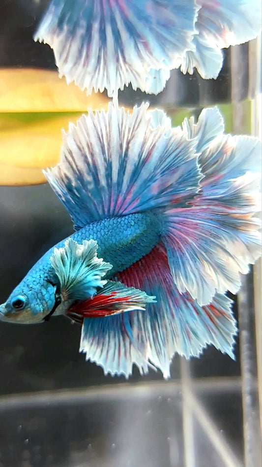 HALFMOON FEATHER TAIL DUMBO (FEATHER EAR) BLUE GREEN BETTA FISH