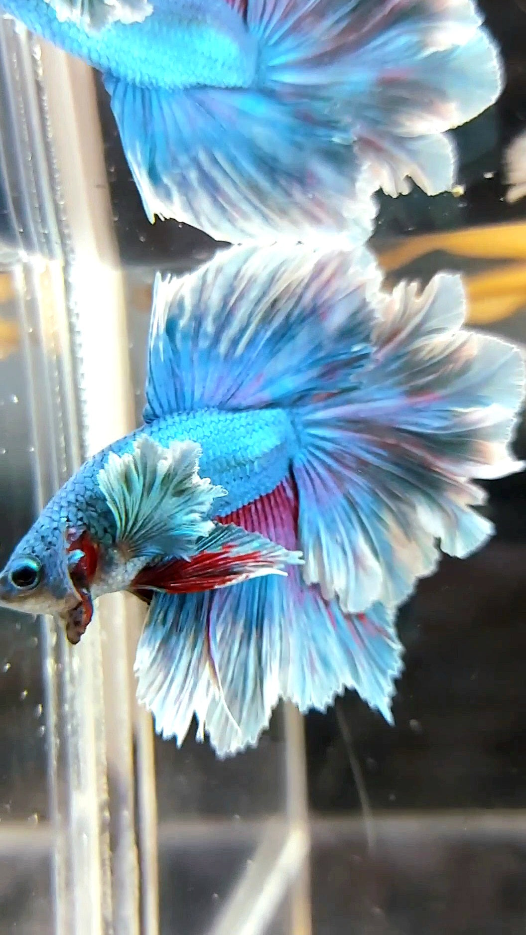 HALFMOON FEATHER TAIL DUMBO (FEATHER EAR) BLUE GREEN BETTA FISH