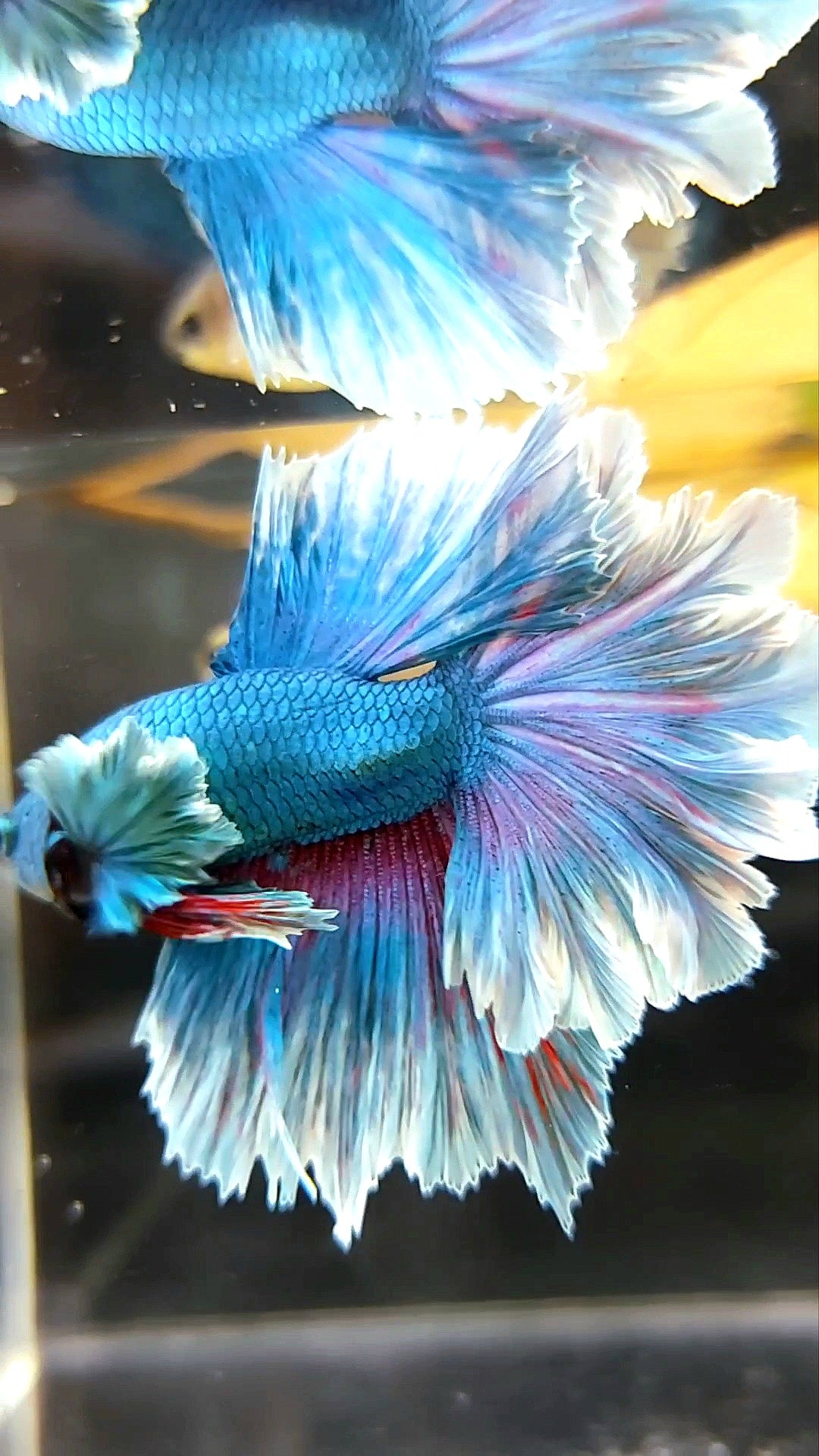 HALFMOON FEATHER TAIL DUMBO (FEATHER EAR) BLUE GREEN BETTA FISH