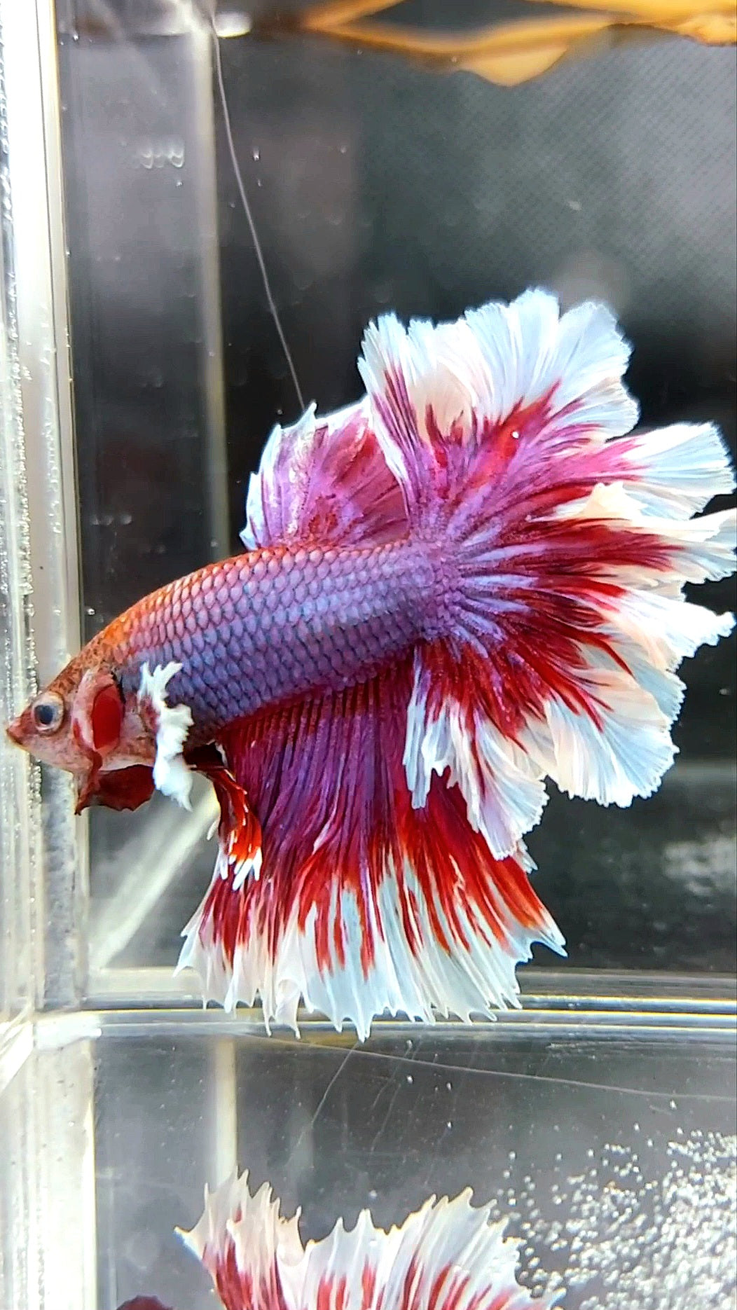 HALFMOON FEATHER TAIL DUMBO EAR PURPLE RED MAGENTA BETTA FISH