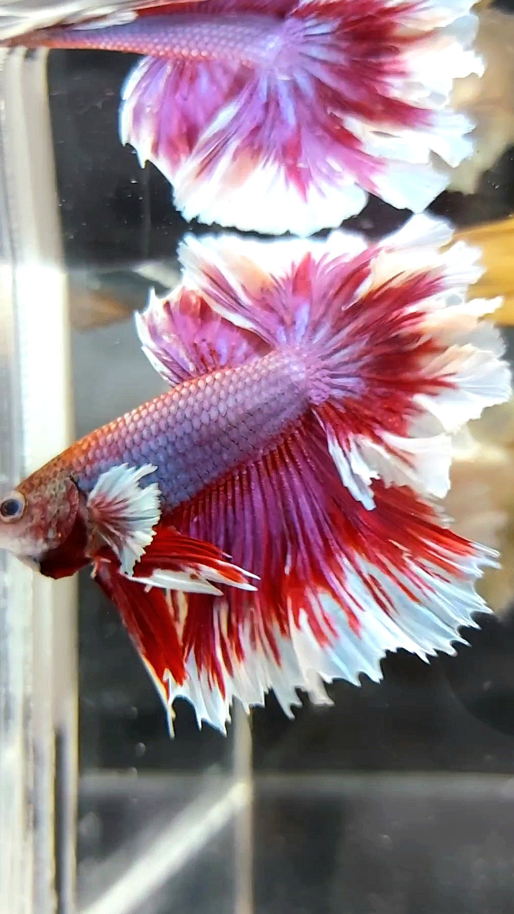 HALFMOON FEATHER TAIL DUMBO EAR PURPLE RED MAGENTA BETTA FISH