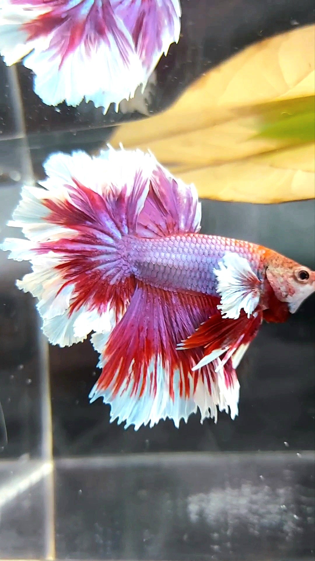 HALFMOON FEATHER TAIL DUMBO EAR PURPLE RED MAGENTA BETTA FISH