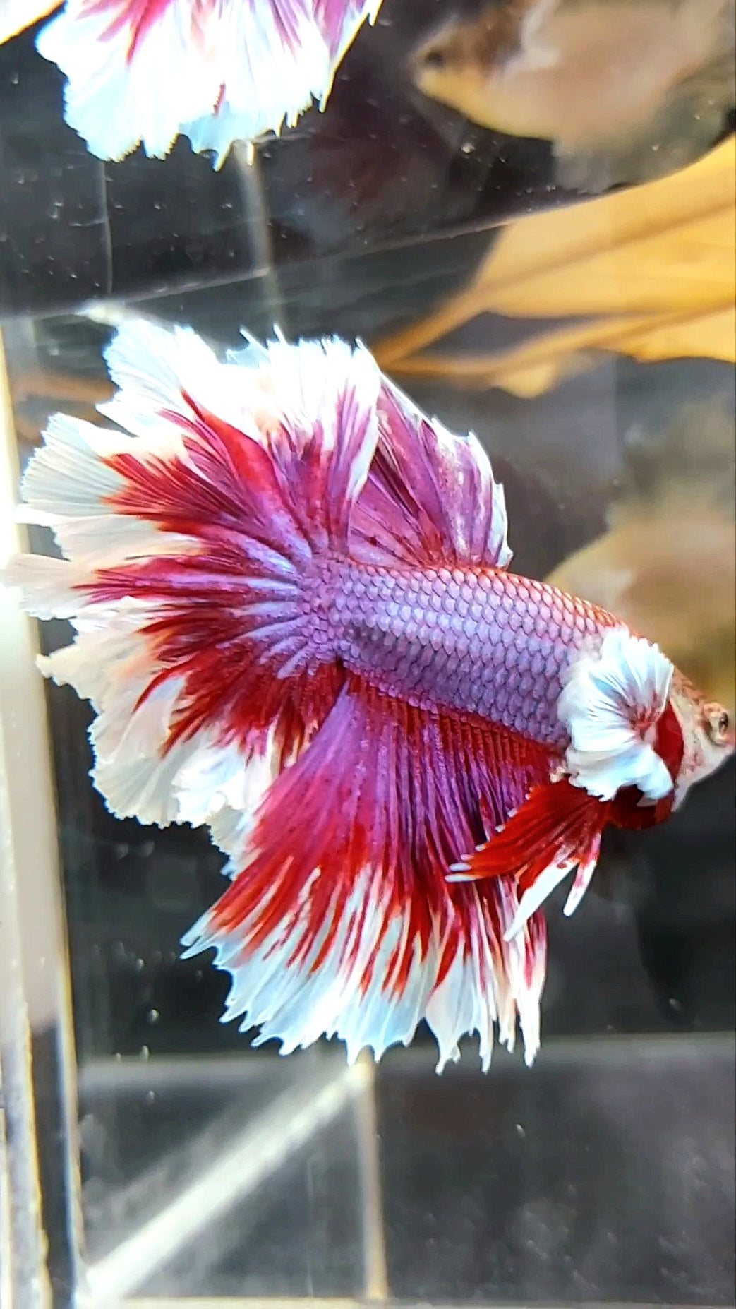 HALBMONDFEDERSCHWANZ DUMBO-OHR LILA ROT MAGENTA BETTA-FISCH