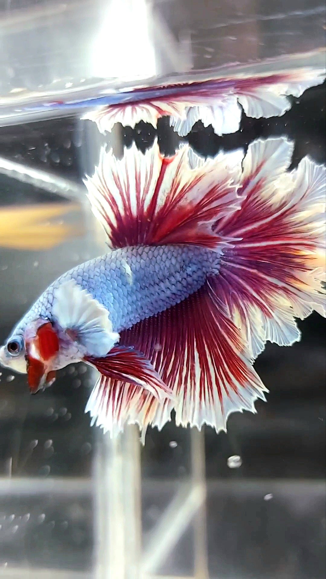 HALFMOON FEATHER TAIL BIG EAR BLUE DRAGON PURPLE BETTA FISH