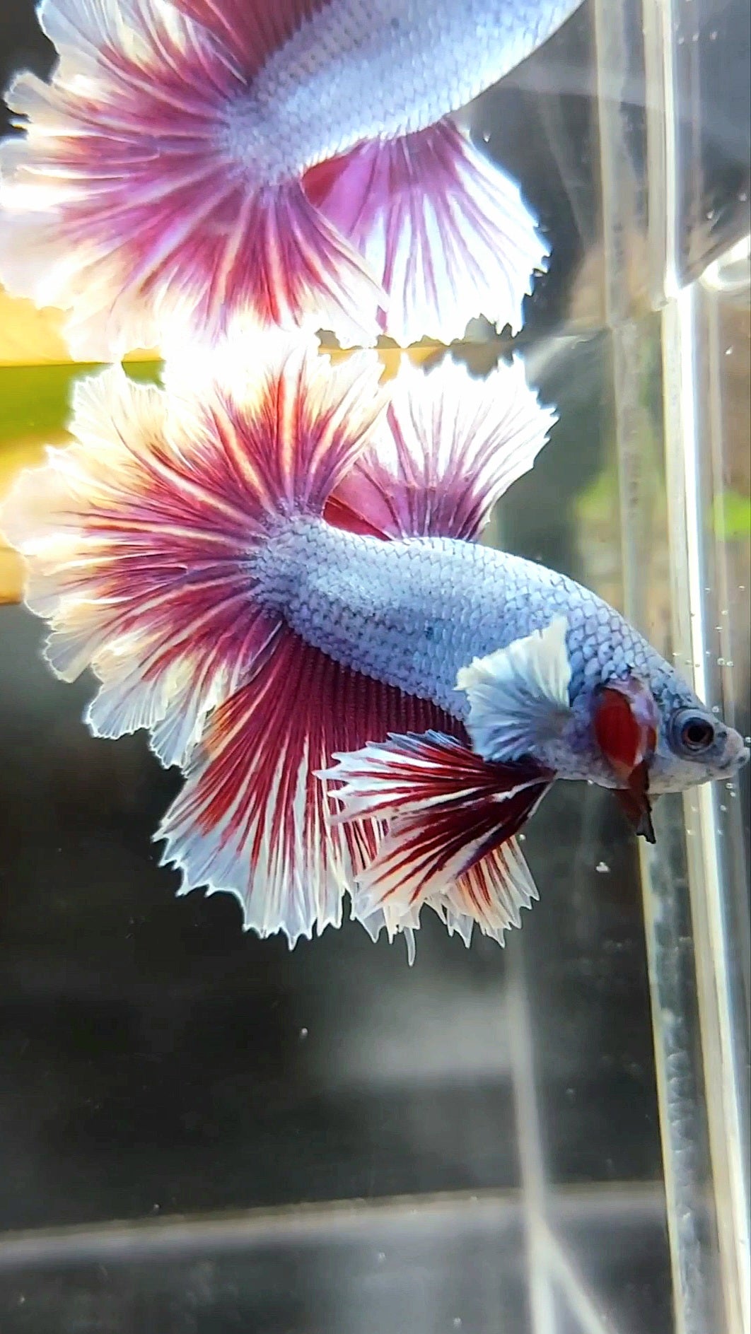 HALFMOON FEATHER TAIL BIG EAR BLUE DRAGON PURPLE BETTA FISH