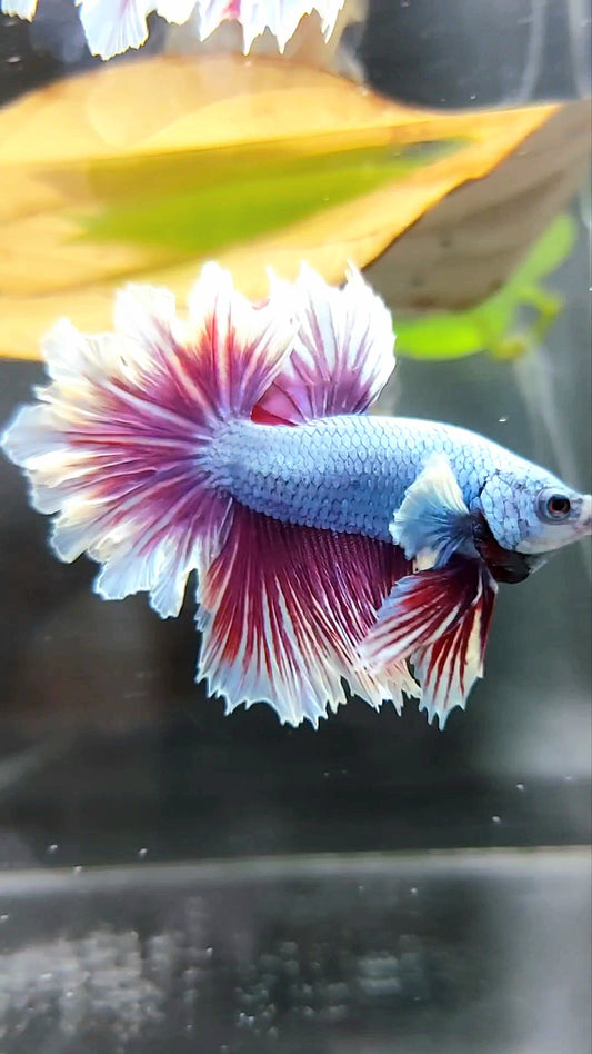 HALFMOON FEATHER TAIL BIG EAR BLUE DRAGON PURPLE BETTA FISH