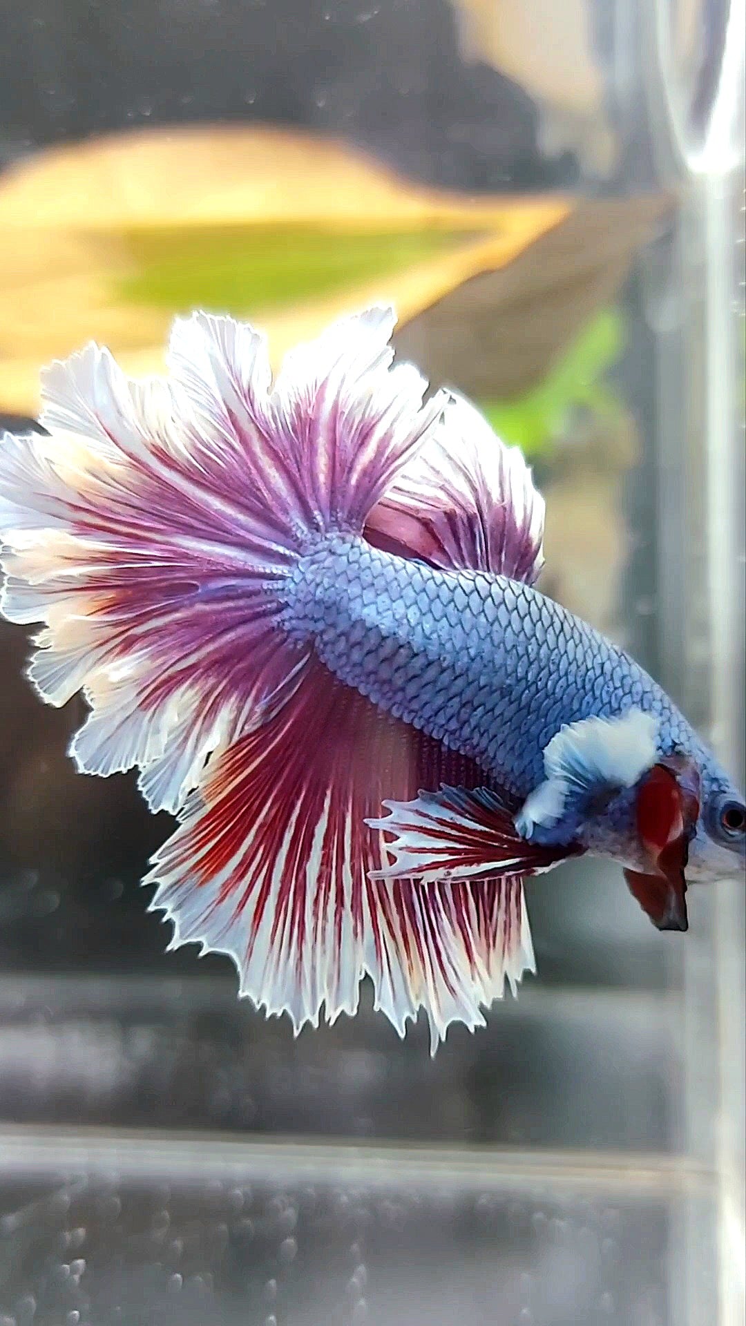 HALFMOON FEATHER TAIL BIG EAR BLUE DRAGON PURPLE BETTA FISH