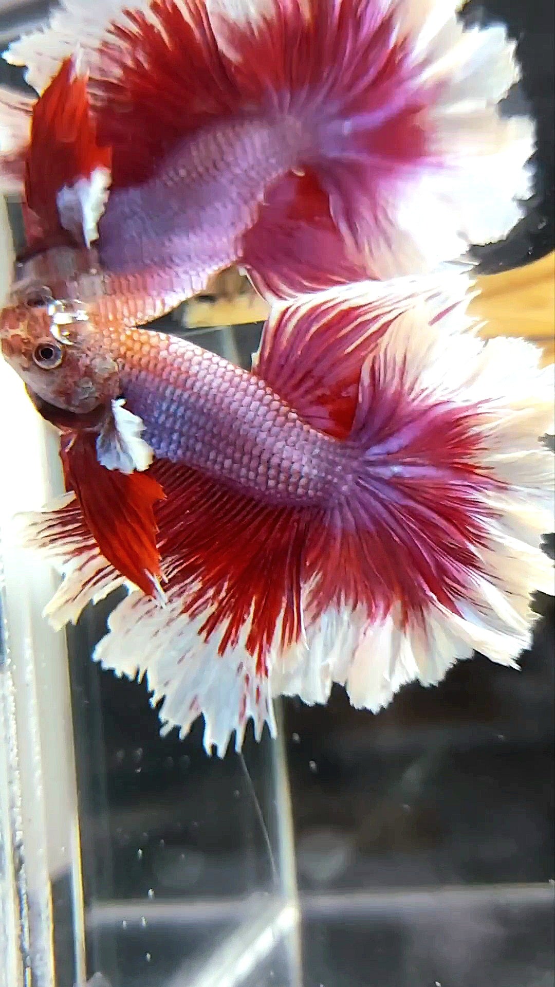 HALFMOON FEATHER TAIL BIG EAR RED PURPLE MAGENTA BETTA FISH