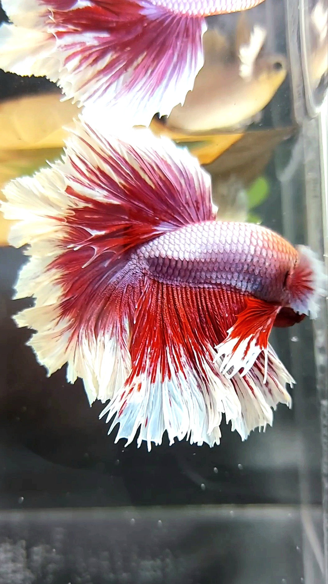 HALFMOON FEATHER TAIL BIG EAR RED PURPLE MAGENTA BETTA FISH