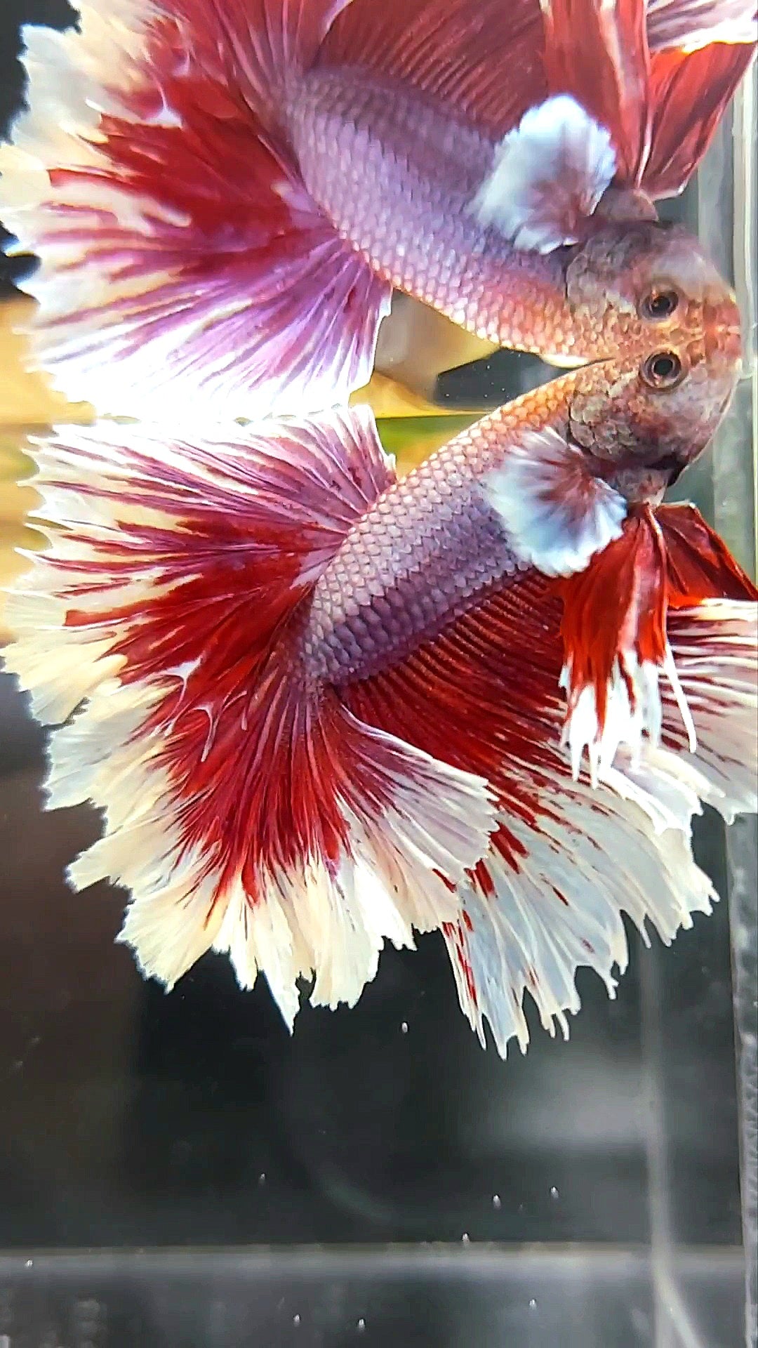 HALFMOON FEATHER TAIL BIG EAR RED PURPLE MAGENTA BETTA FISH