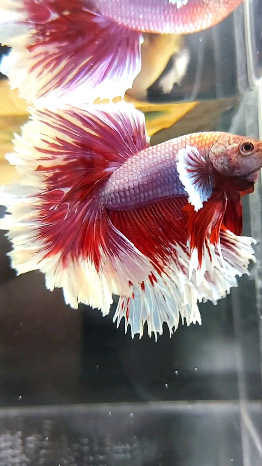 HALFMOON FEATHER TAIL BIG EAR RED PURPLE MAGENTA BETTA FISH