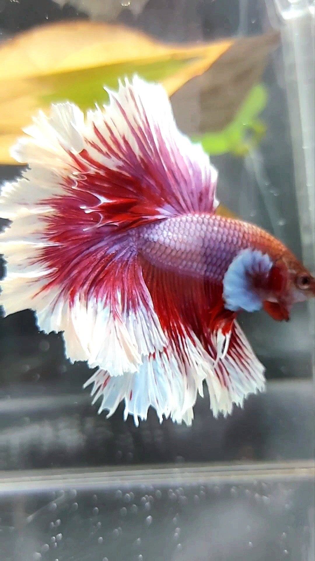 HALFMOON FEATHER TAIL BIG EAR RED PURPLE MAGENTA BETTA FISH