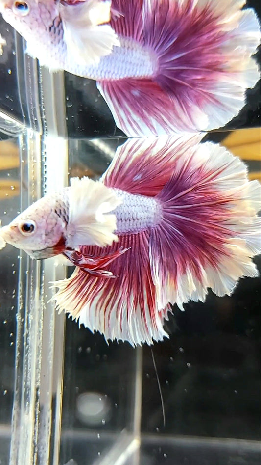 HALBMONDFEDERSCHWANZ DUMBO-OHR LILA MAGENTA BETTA-FISCH