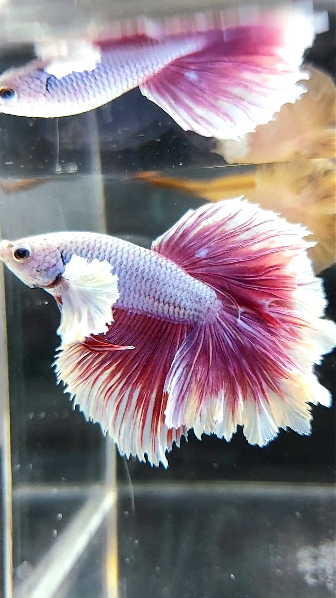 HALFMOON FEATHER TAIL DUMBO EAR PURPLE MAGENTA BETTA FISH