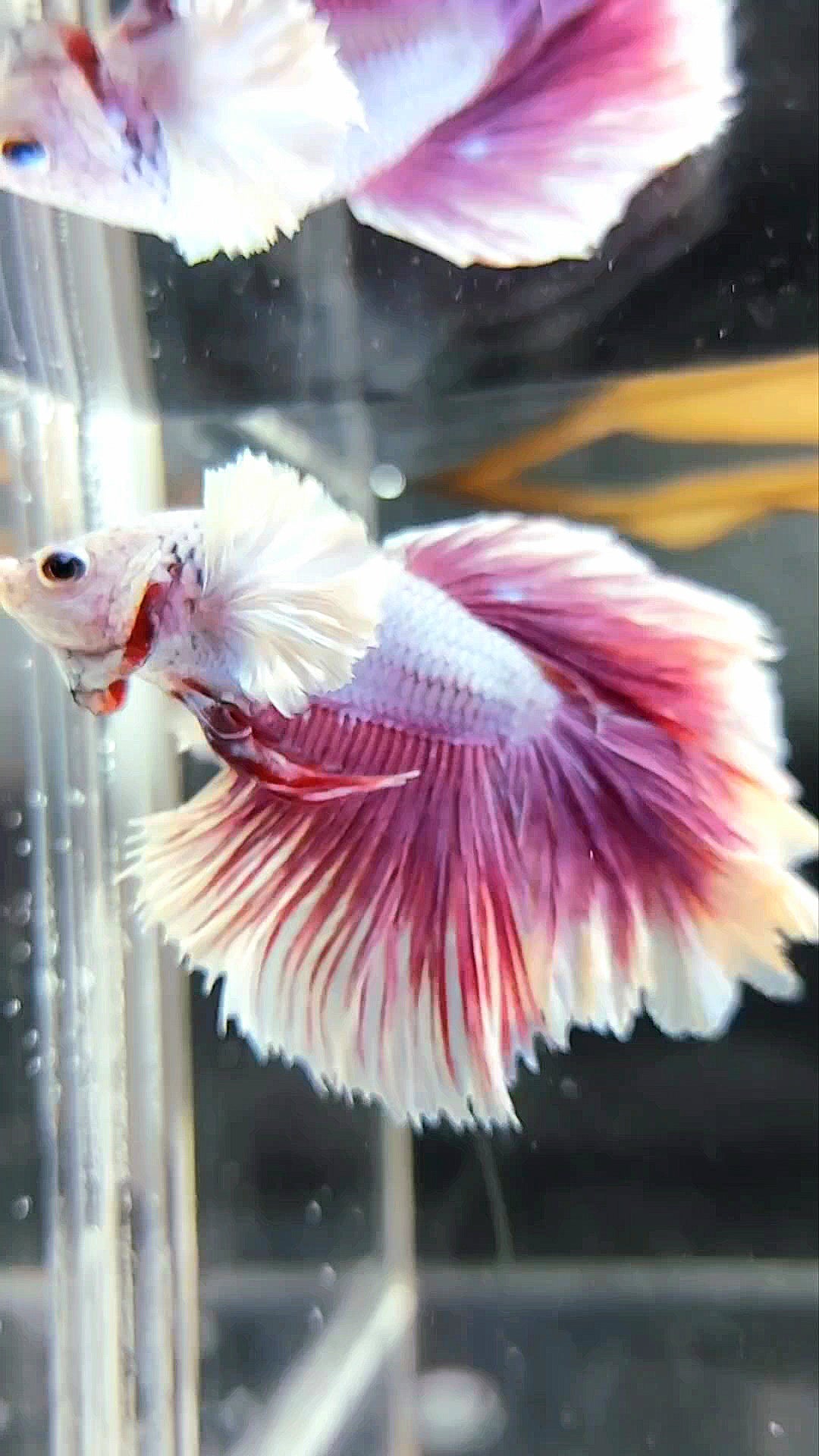 HALFMOON FEATHER TAIL DUMBO EAR PURPLE MAGENTA BETTA FISH