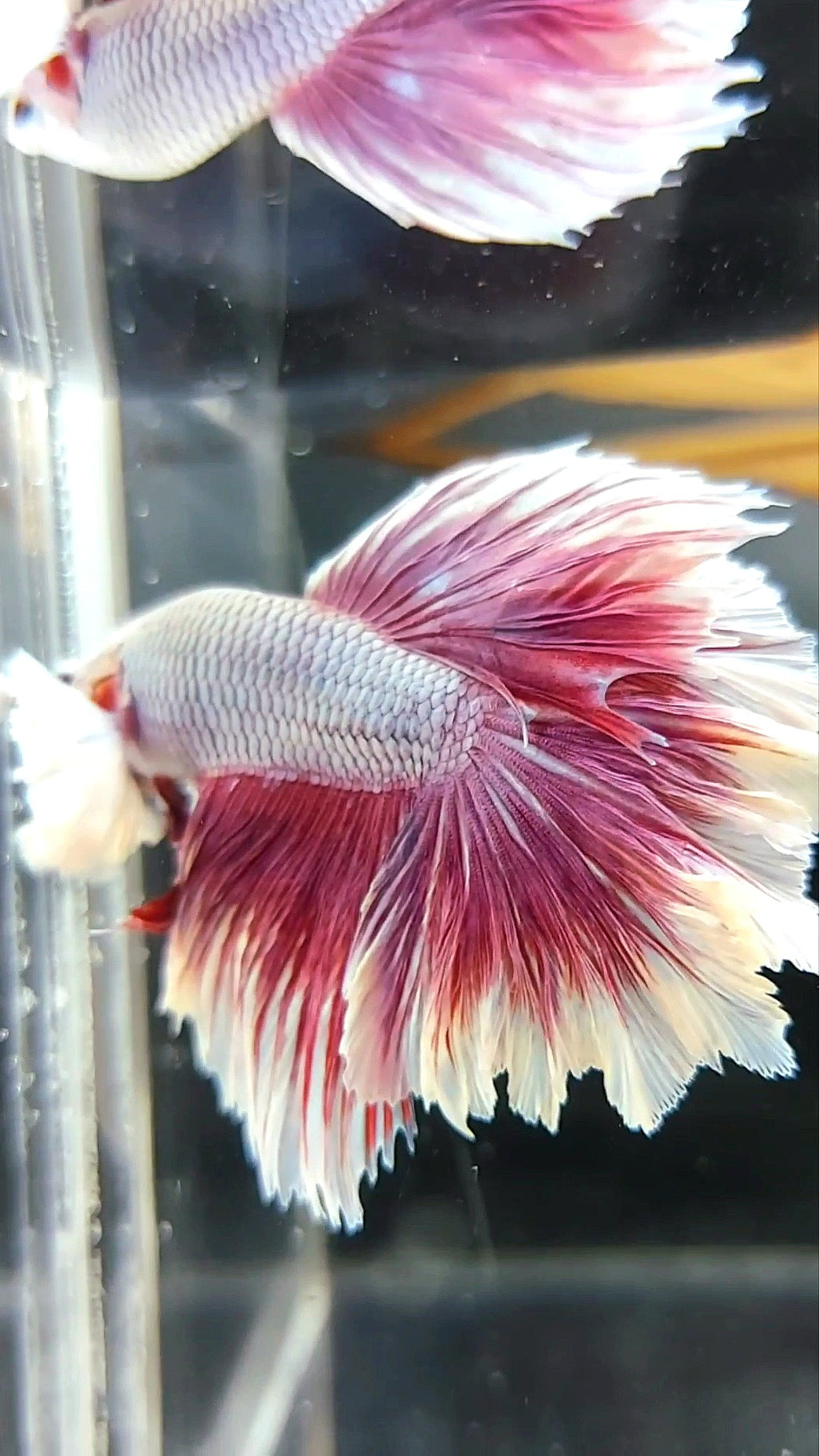 HALFMOON FEATHER TAIL DUMBO EAR PURPLE MAGENTA BETTA FISH