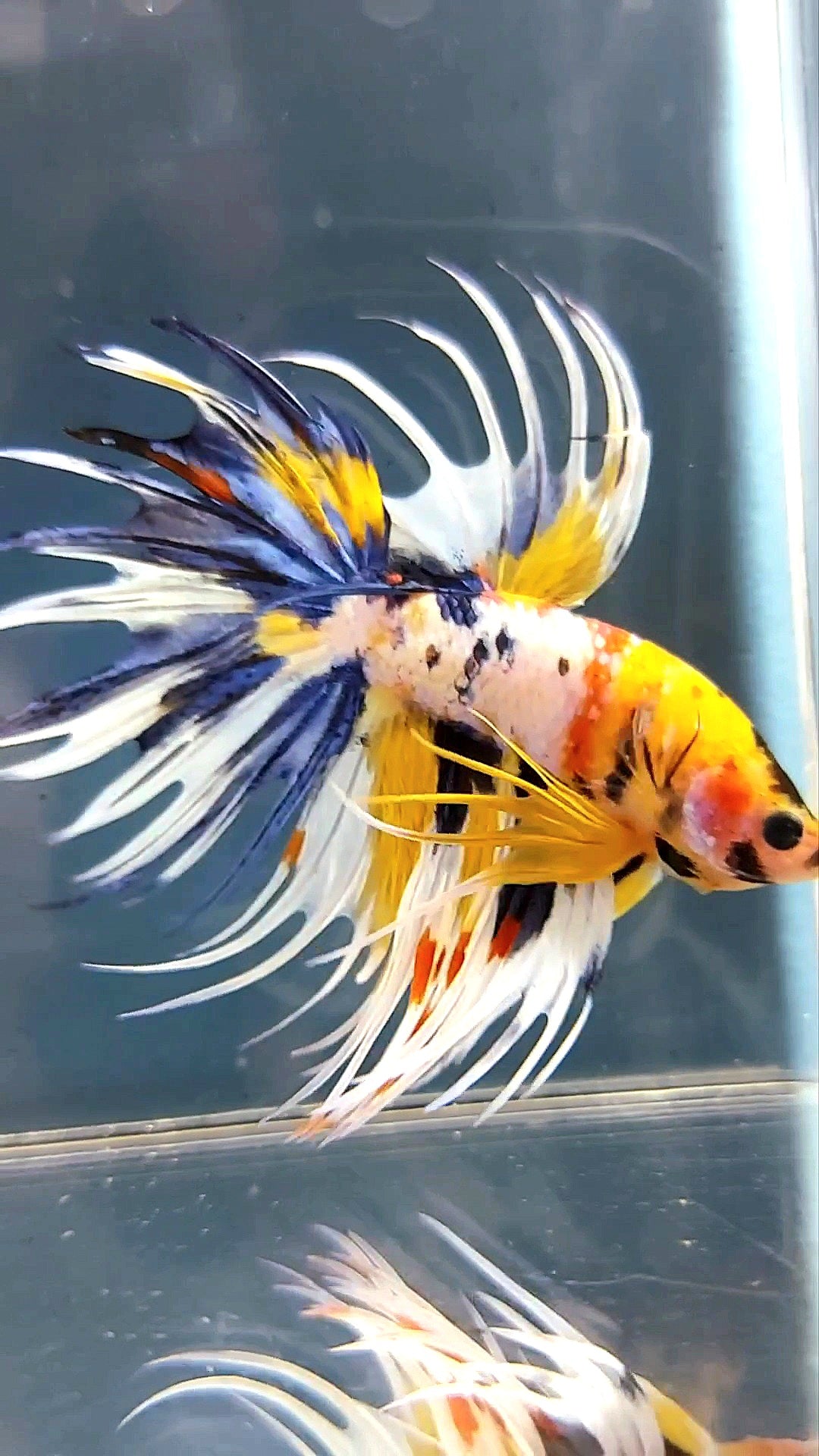 "WOLVERINE" CROWNTAIL OVERTAIL YELLOW BLUE SUPER MULTICOLOR THUNDER PREMIUM BETTA FISH