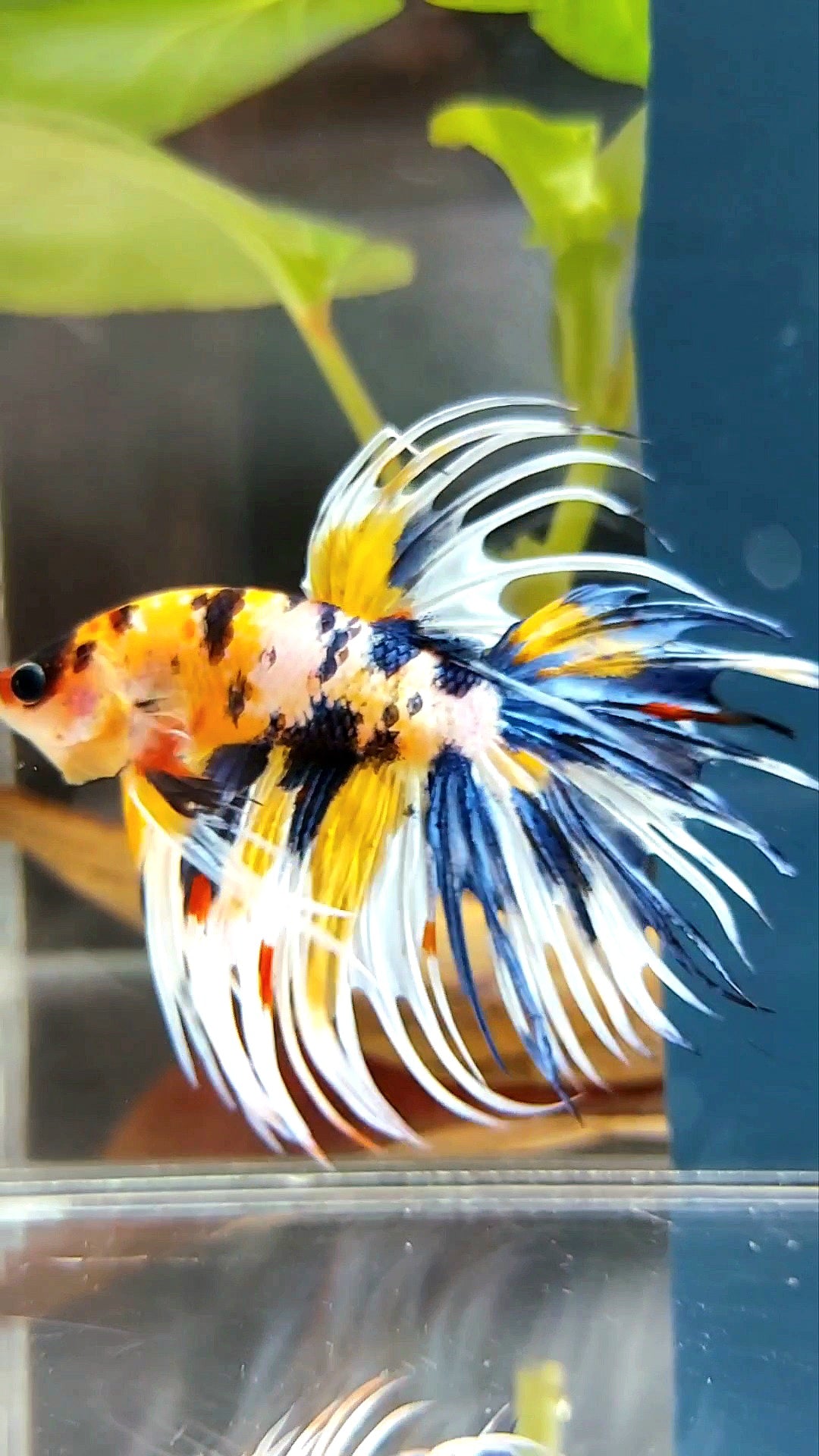 "WOLVERINE" CROWNTAIL OVERTAIL YELLOW BLUE SUPER MULTICOLOR THUNDER PREMIUM BETTA FISH