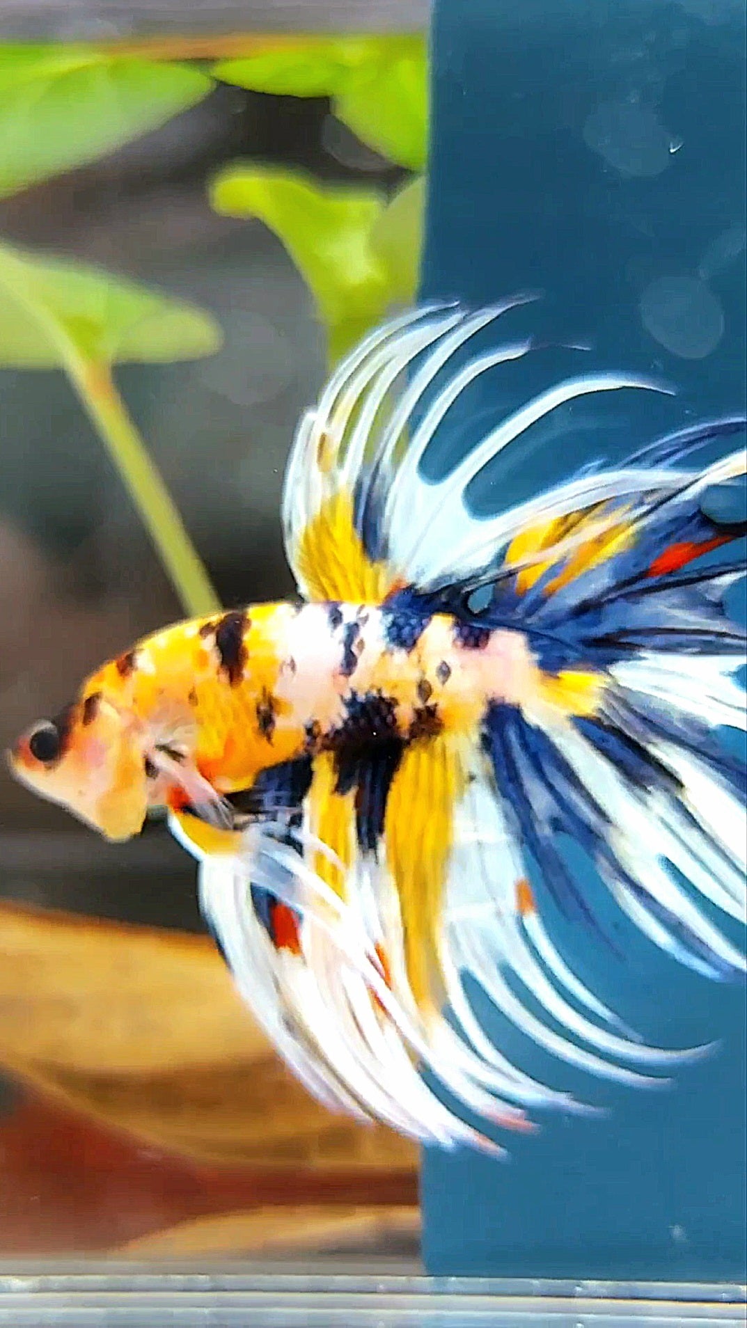 "WOLVERINE" CROWNTAIL OVERTAIL YELLOW BLUE SUPER MULTICOLOR THUNDER PREMIUM BETTA FISH