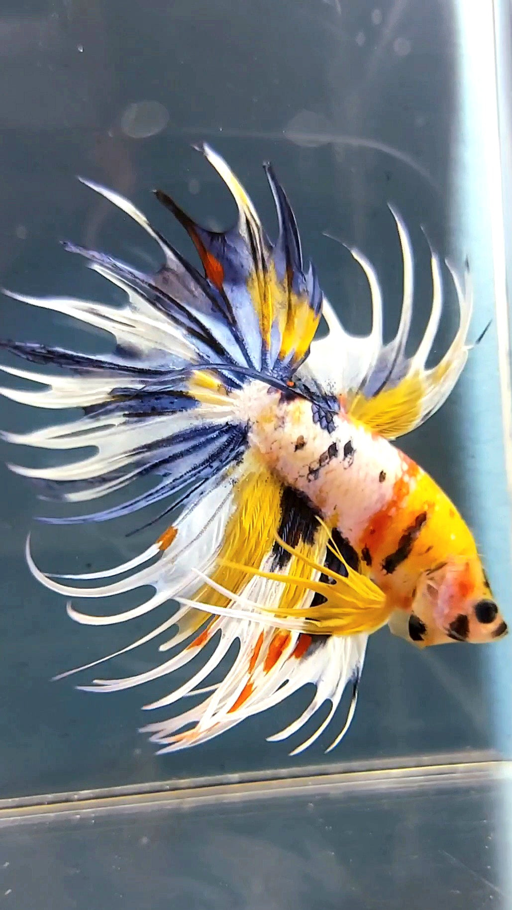 "WOLVERINE" CROWNTAIL OVERTAIL YELLOW BLUE SUPER MULTICOLOR THUNDER PREMIUM BETTA FISH