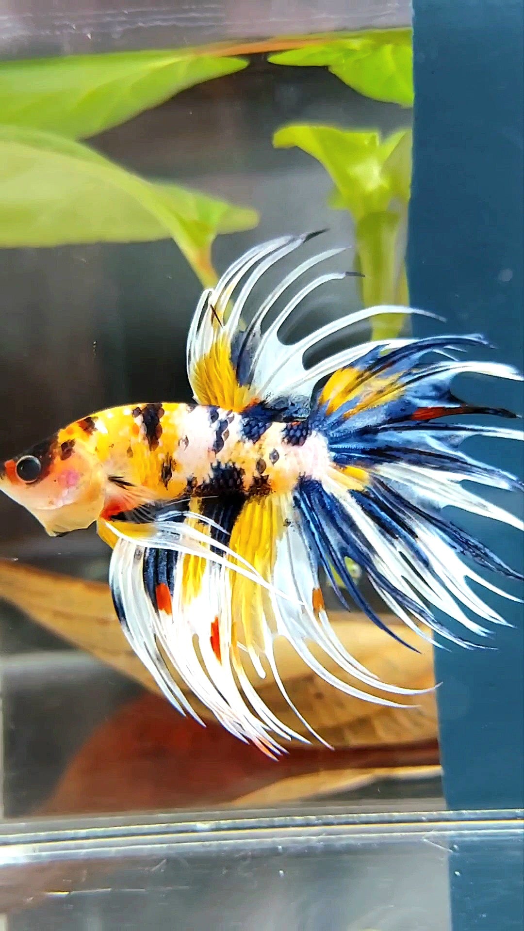 "WOLVERINE" CROWNTAIL OVERTAIL YELLOW BLUE SUPER MULTICOLOR THUNDER PREMIUM BETTA FISH