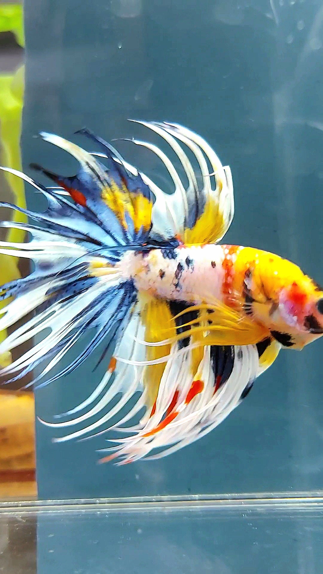 "WOLVERINE" CROWNTAIL OVERTAIL YELLOW BLUE SUPER MULTICOLOR THUNDER PREMIUM BETTA FISH