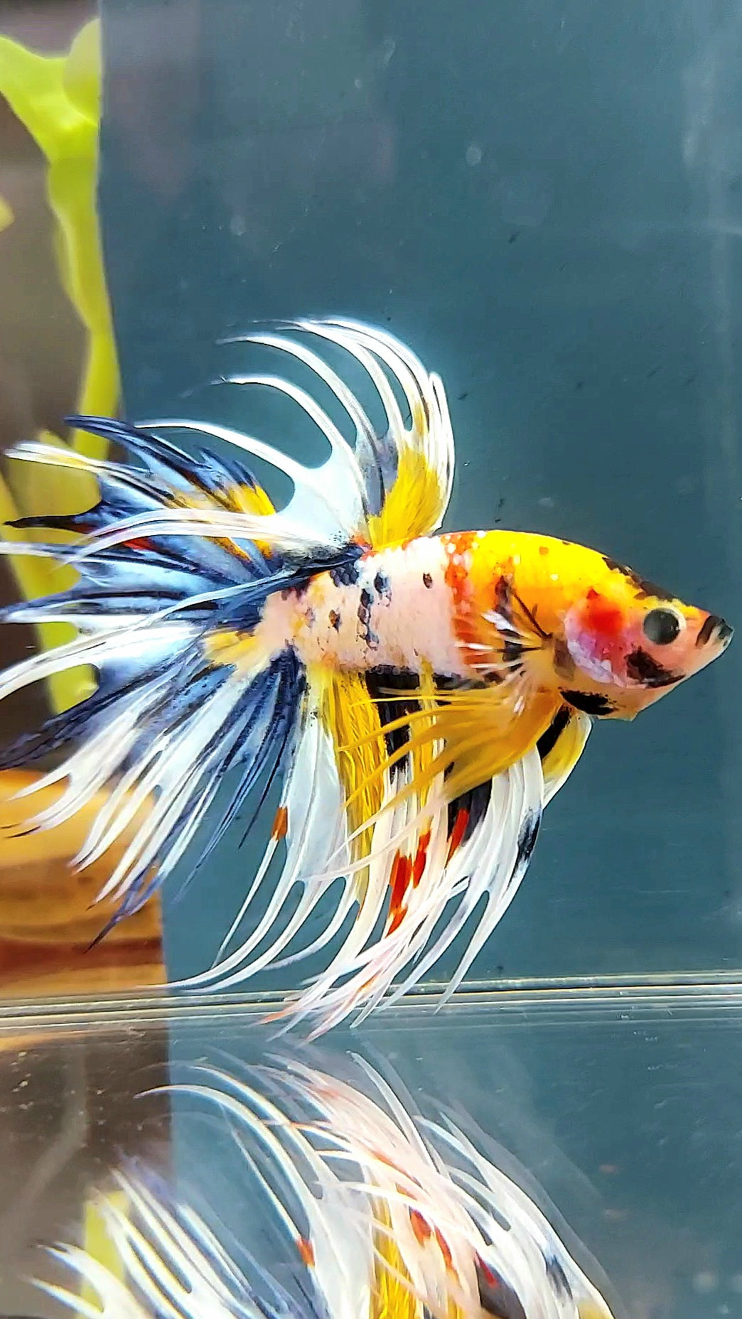 "WOLVERINE" CROWNTAIL OVERTAIL YELLOW BLUE SUPER MULTICOLOR THUNDER PREMIUM BETTA FISH