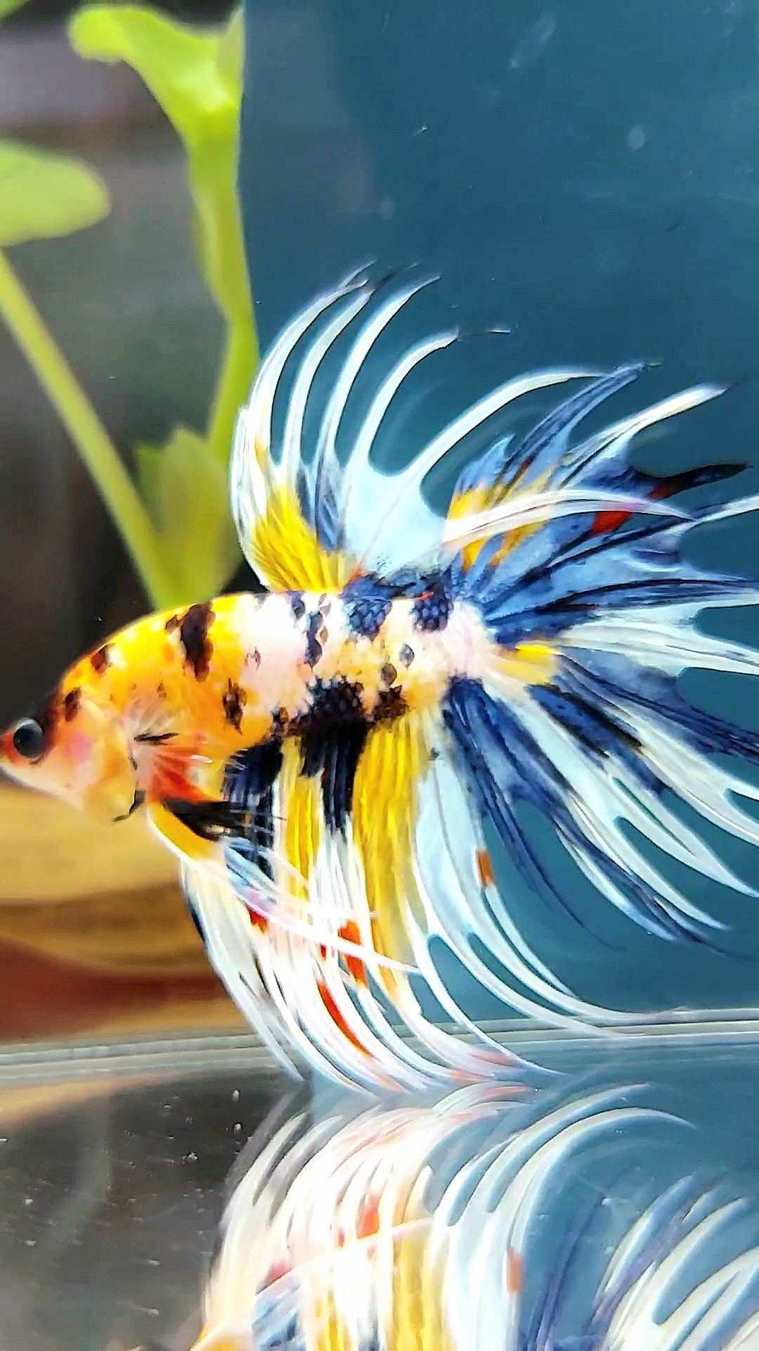 "WOLVERINE" CROWNTAIL OVERTAIL YELLOW BLUE SUPER MULTICOLOR THUNDER PREMIUM BETTA FISH