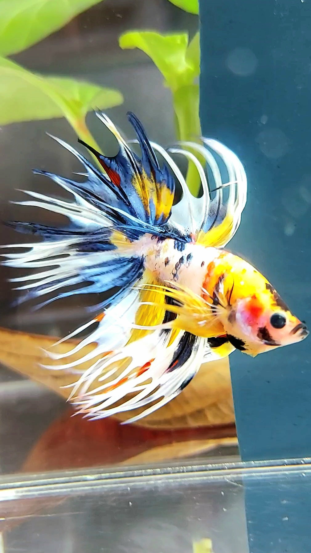 "WOLVERINE" CROWNTAIL OVERTAIL YELLOW BLUE SUPER MULTICOLOR THUNDER PREMIUM BETTA FISH