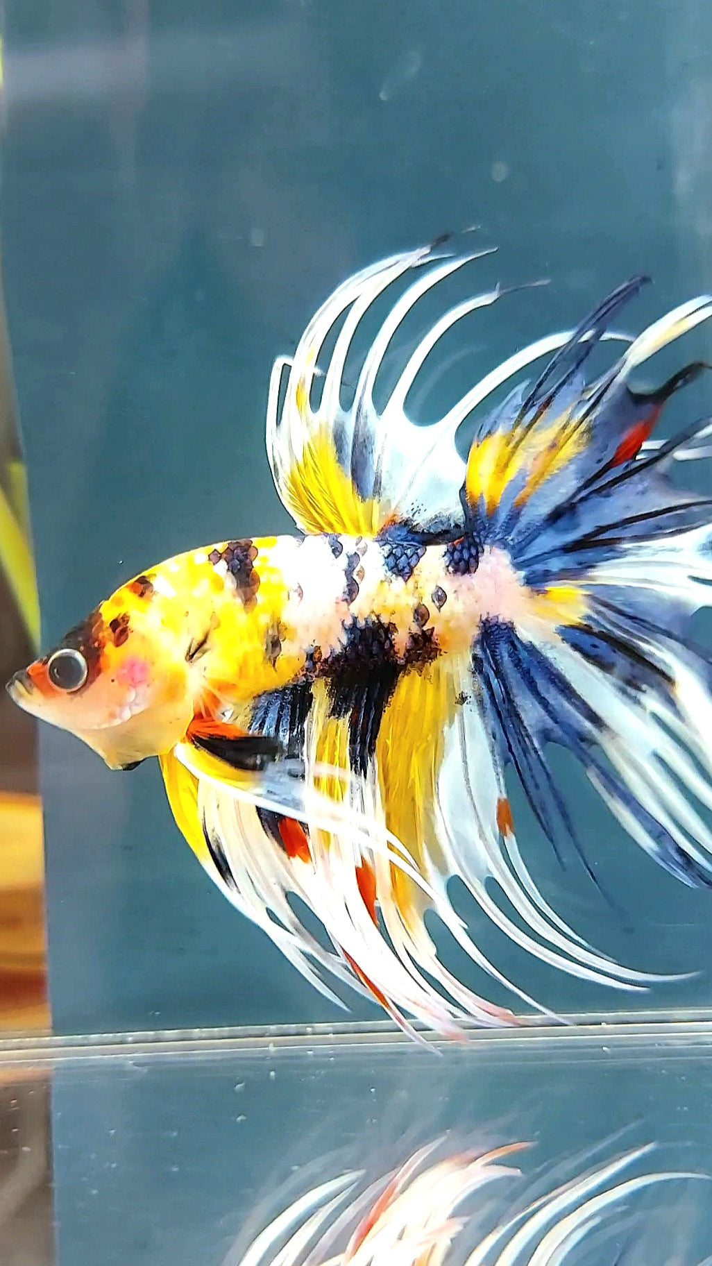 "WOLVERINE" CROWNTAIL OVERTAIL YELLOW BLUE SUPER MULTICOLOR THUNDER PREMIUM BETTA FISH