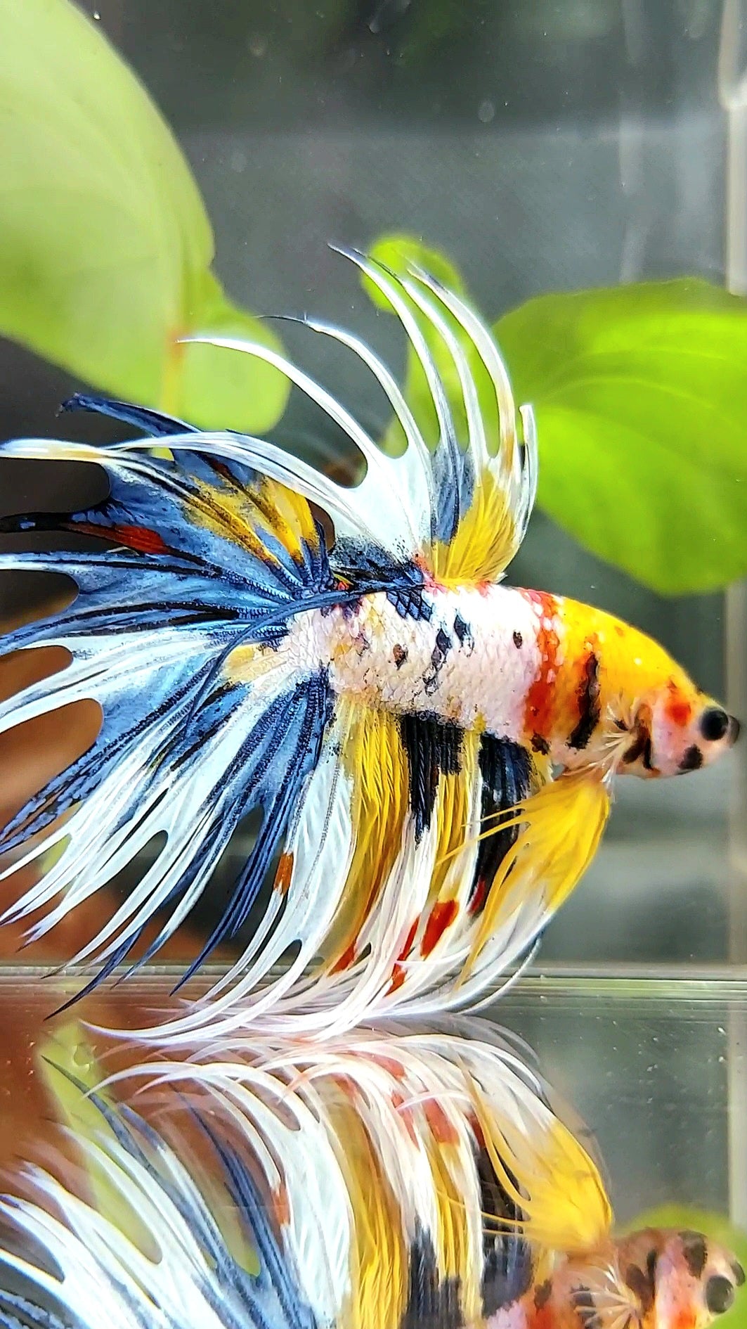 "WOLVERINE" CROWNTAIL OVERTAIL YELLOW BLUE SUPER MULTICOLOR THUNDER PREMIUM BETTA FISH